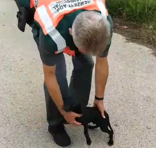 A NAV-osok mentették meg a haláltól a kéthónapos kiskutyát - videó