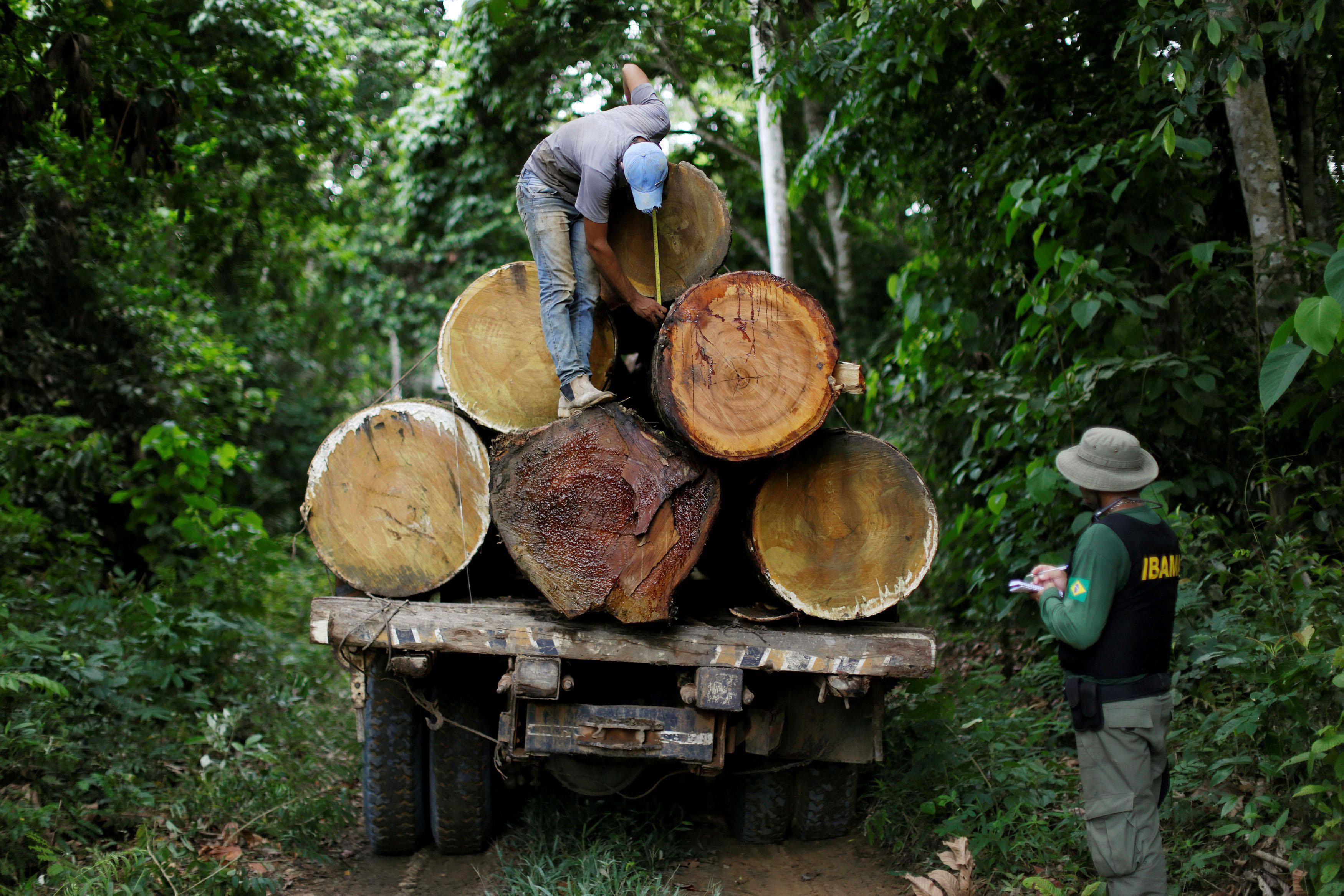 The Wider Image: Brazil's Amazon guardians