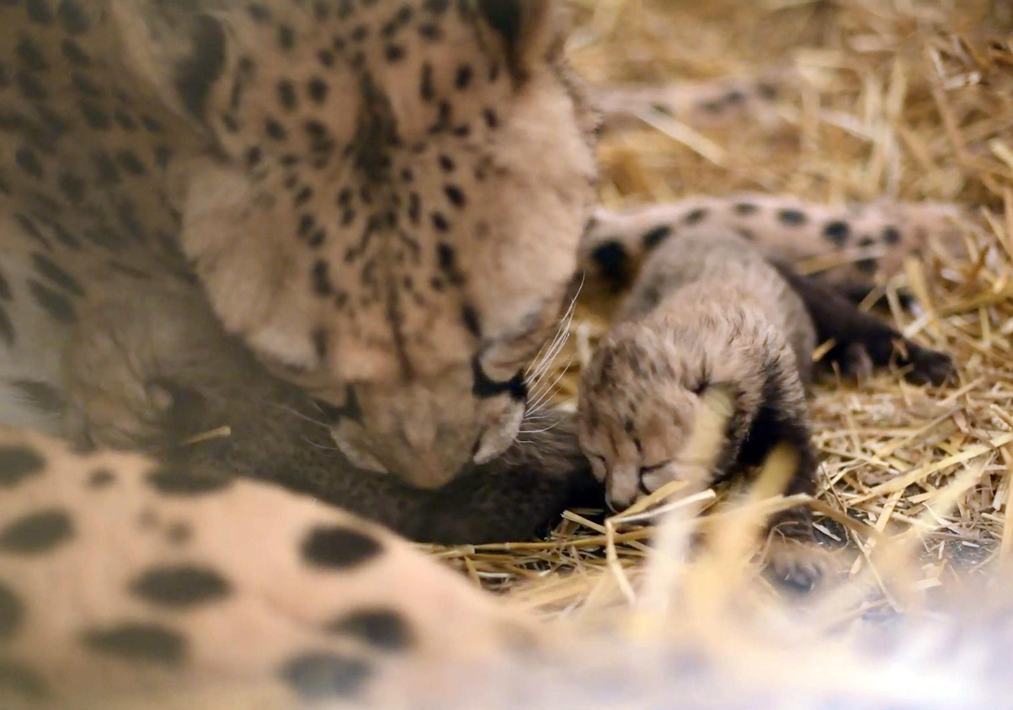 Gepardy są jednym z tych gatunków, które możemy stracić na zawsze. Ten maluch przyszedł na świat dzięki in vitro w amerykańskim National Columbus Zoo w 2019 r.