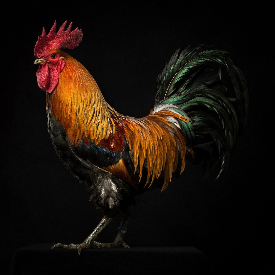 Robby Cyron, cykl Gallus / materiały prasowe