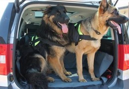 Jak przygotować zwierzę do podróży?