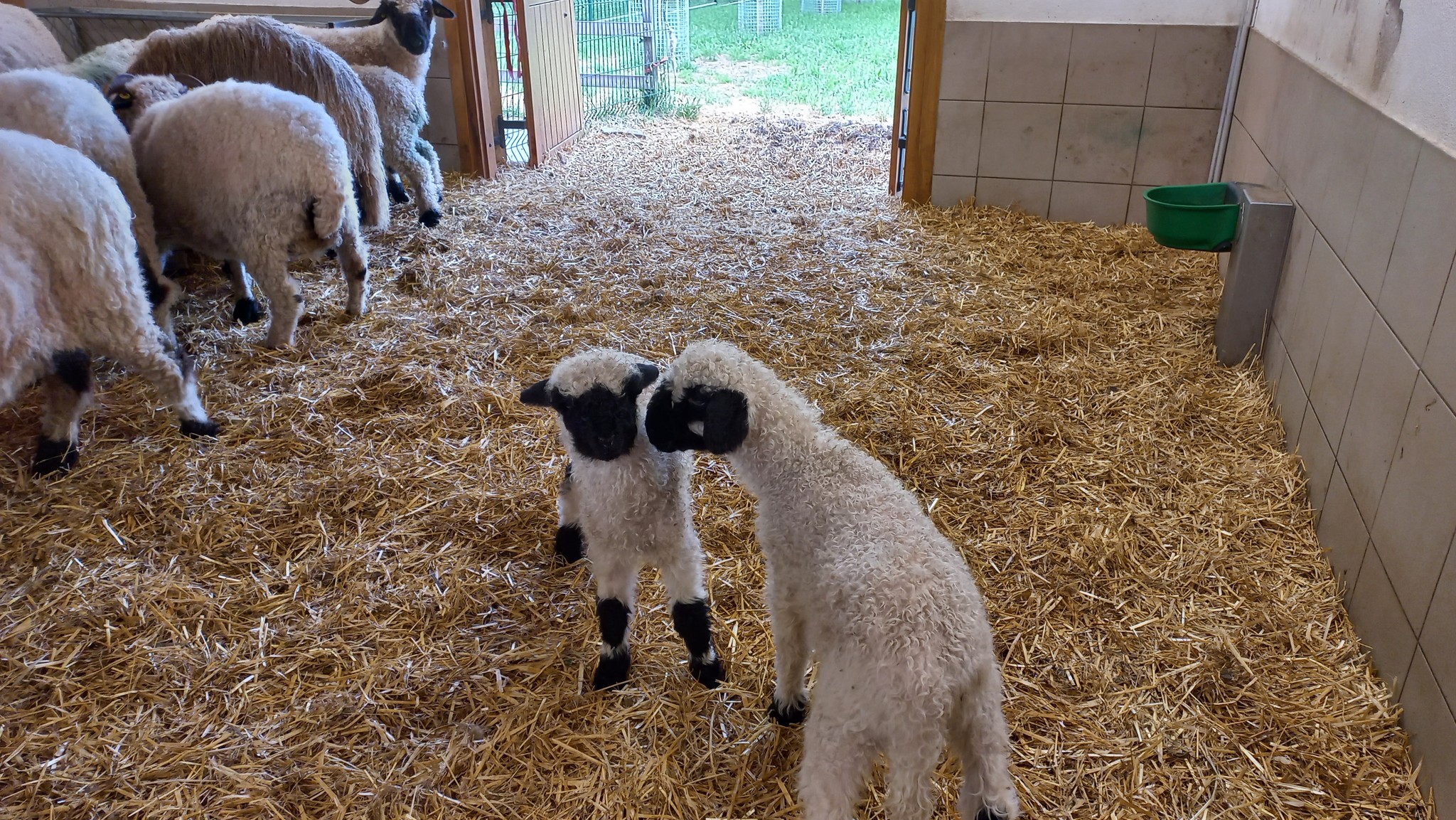 Cuki bocikkal és bárányokkal népszerűsítik az állattenyésztést