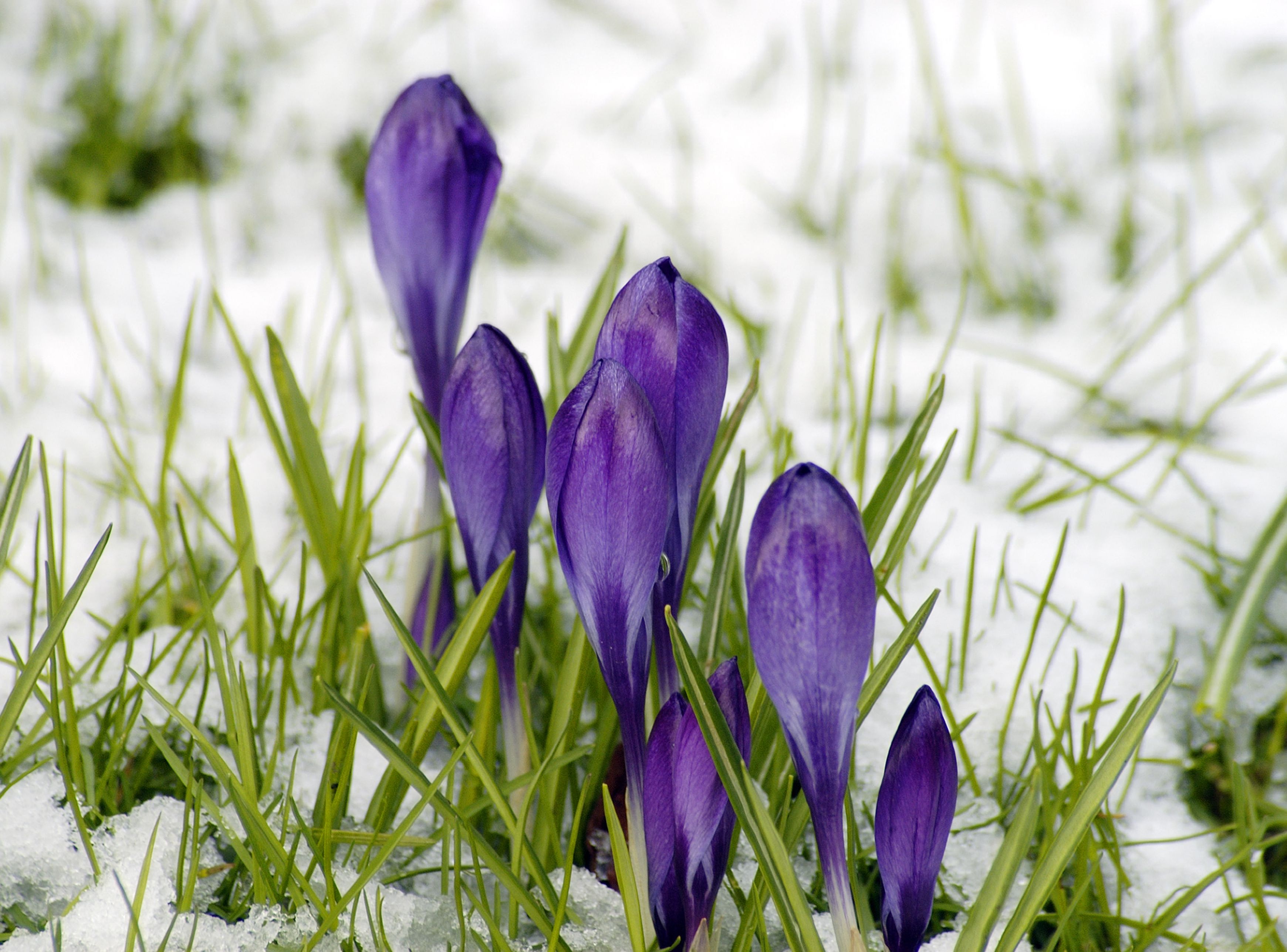 Krokus źródłem szafranu