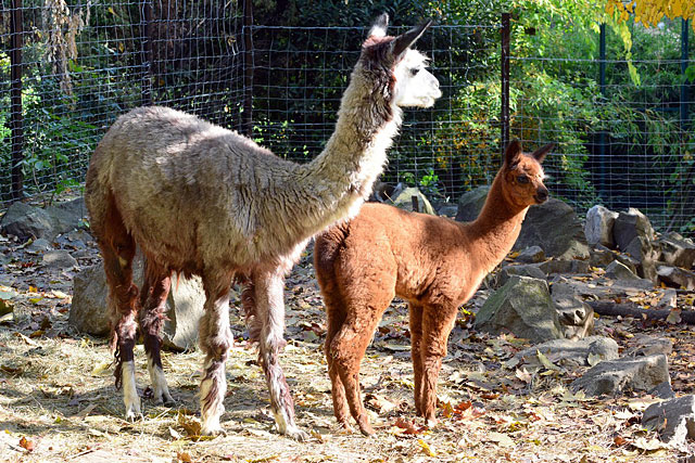 Alpaka tetemek az út mellett Fejér vármegyében: egyre rejtélyesebb az ügy, eltűntették a chipet mind a négy elpusztult állatból