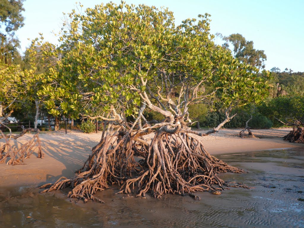 Mangrove tree.