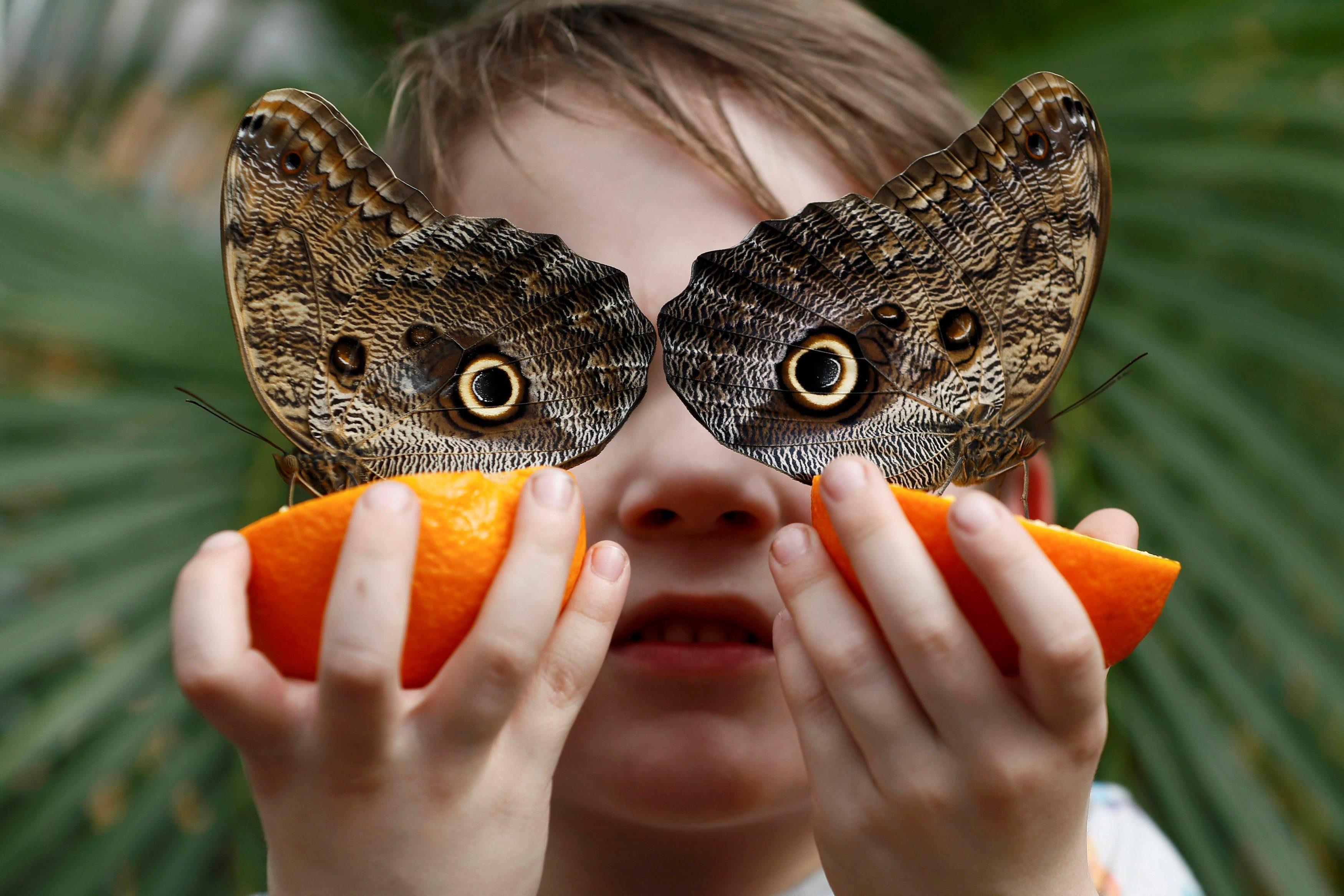 George Lewys poses with Owl butterflies during an event to launch the Sensational Butterflies exhibi