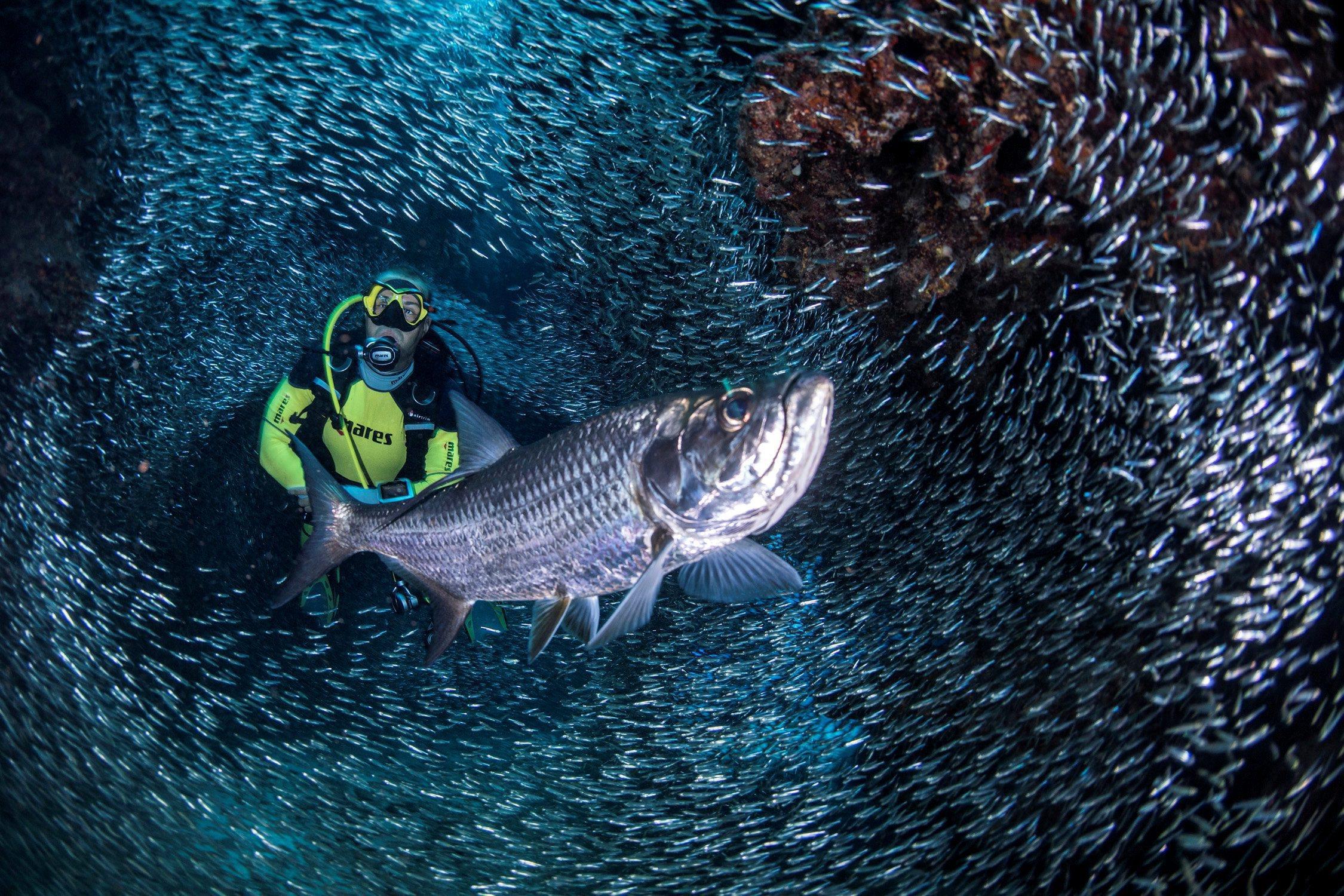 A handout photo of a scuba diver surrounded by schools of Silversides in the Devil's Grotto outside 