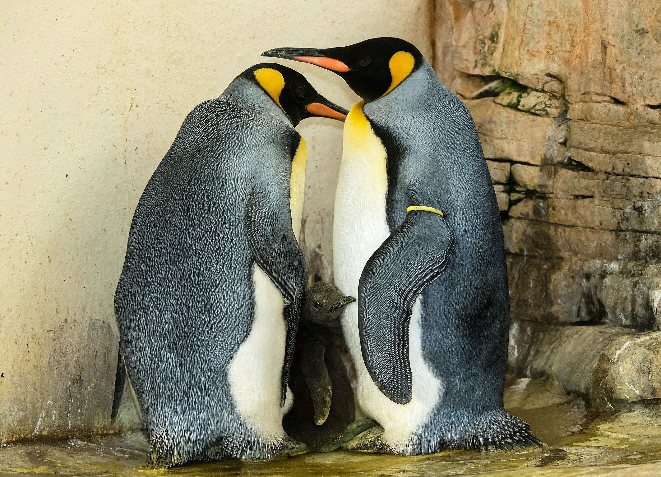 Two king penguins and their chick stand in their enclosure in the zoo of Schoenbrunn in Vienna