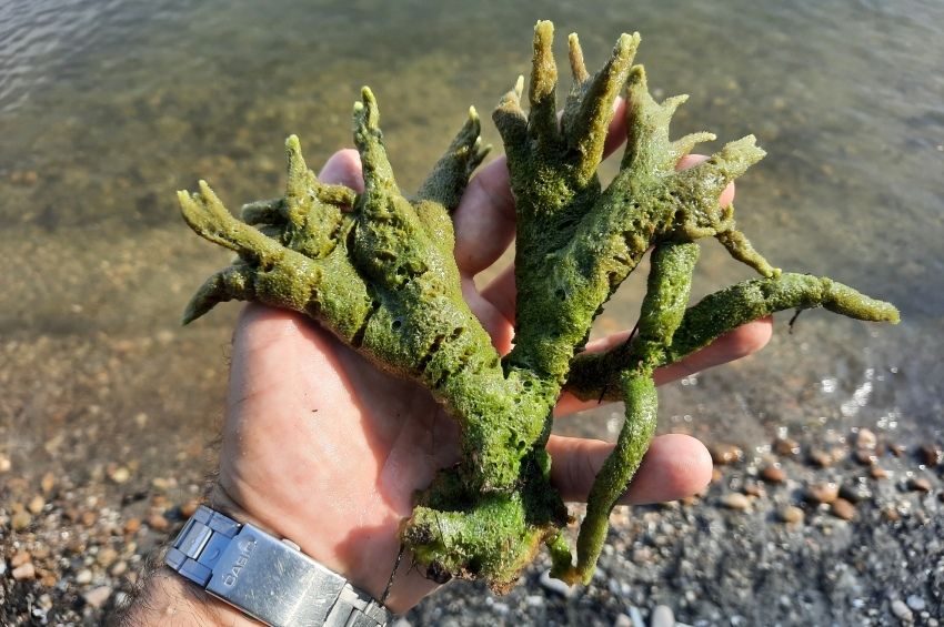Nem hiszi el, milyen élőlény került elő a Pilismaróti-öbölből! - fotó