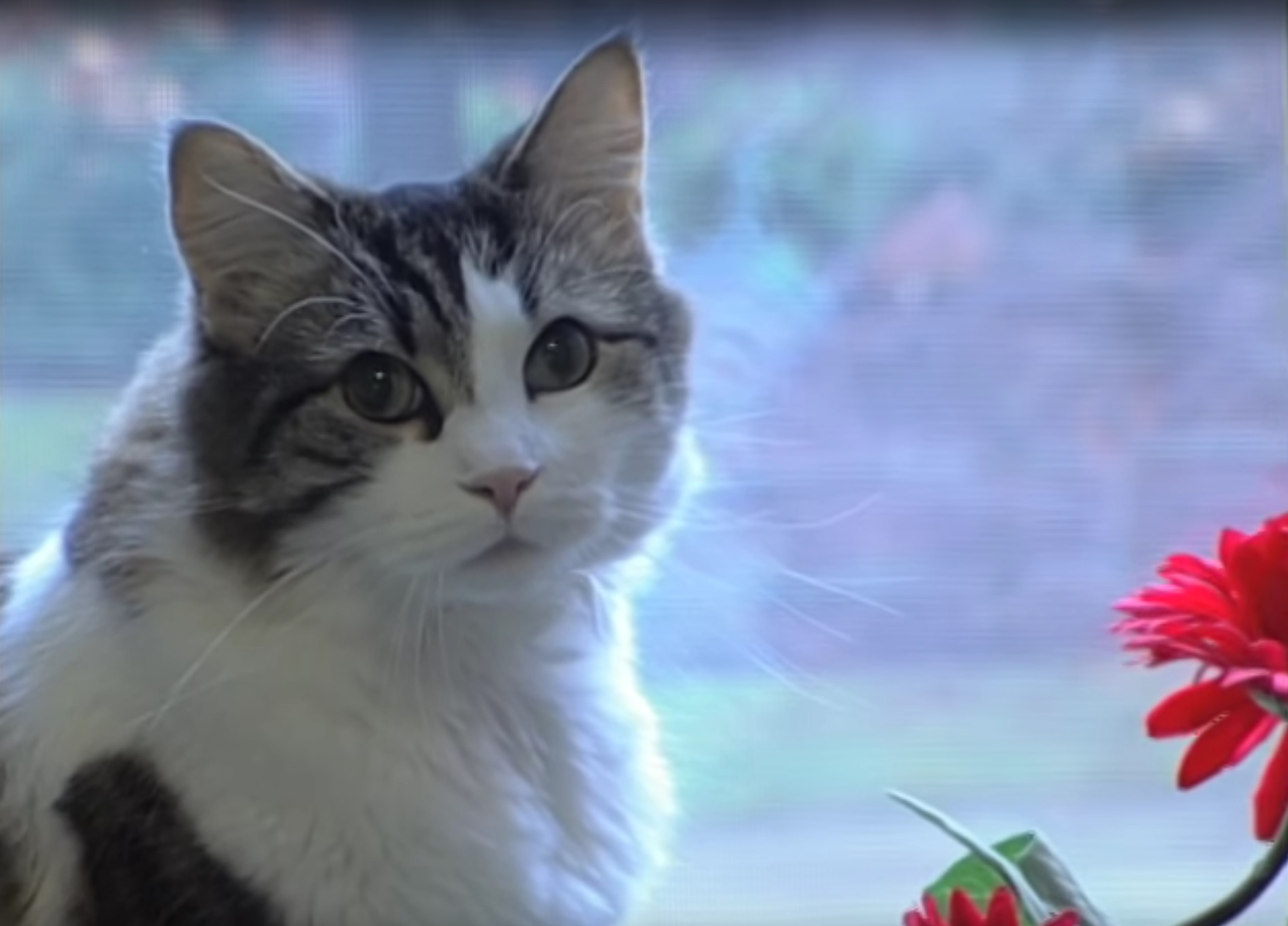 Hátborzongató állat: megjósolja a halált Oscar, a macska - Blikk
