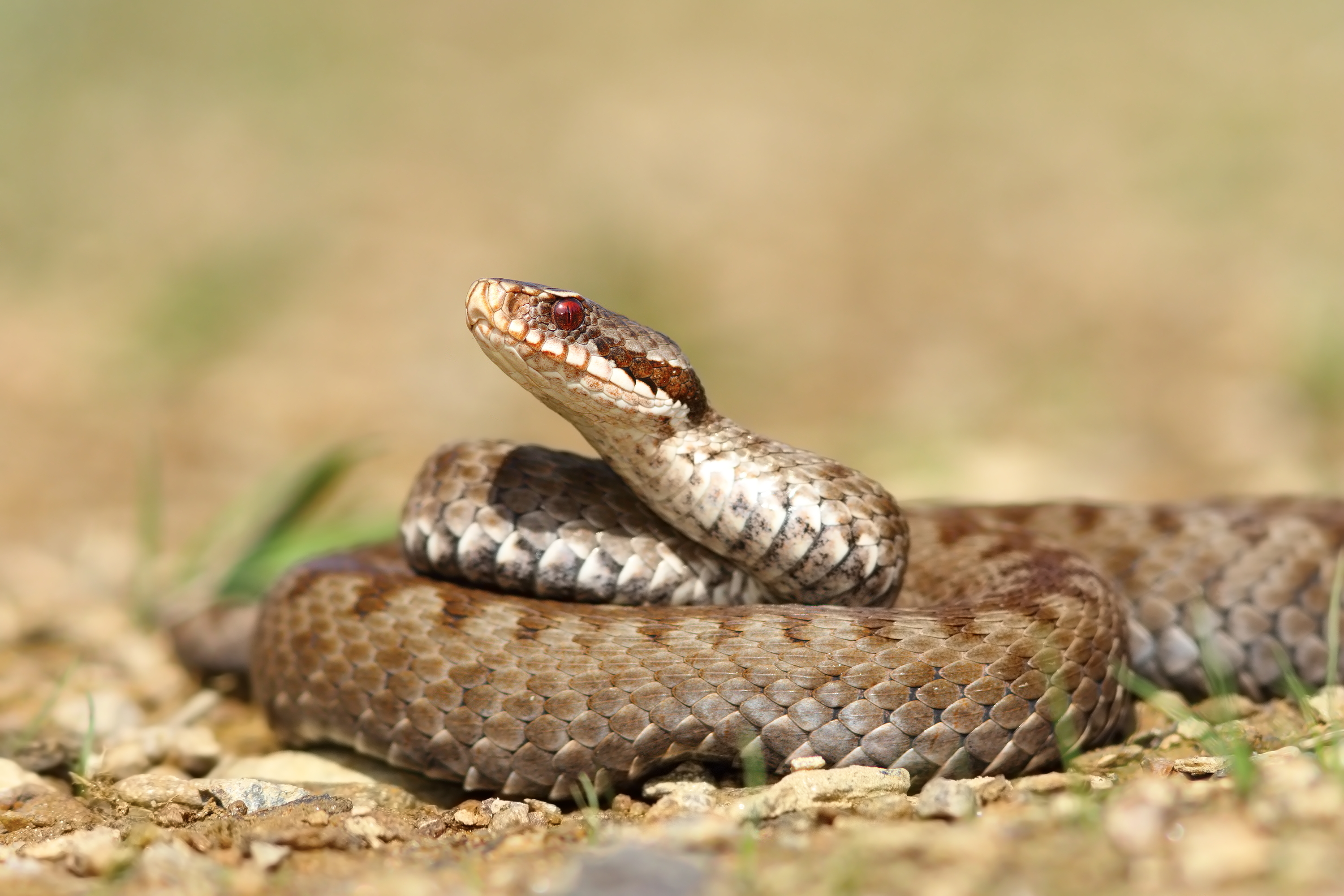 Keresztes vipera mart meg egy férfit a Zemplénben: pokoli kínokat élt át