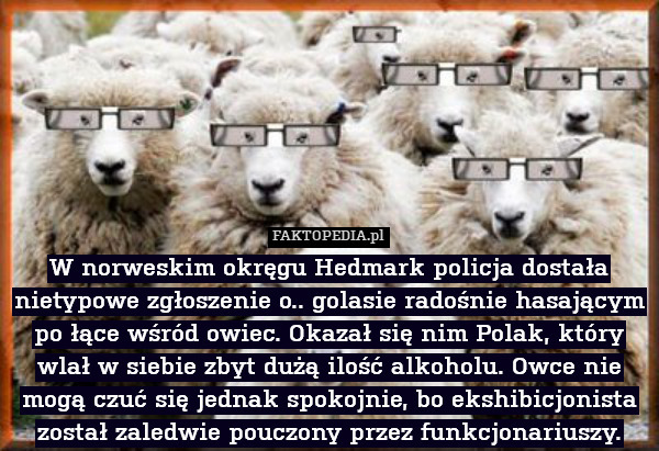 Tańczący z... owcami