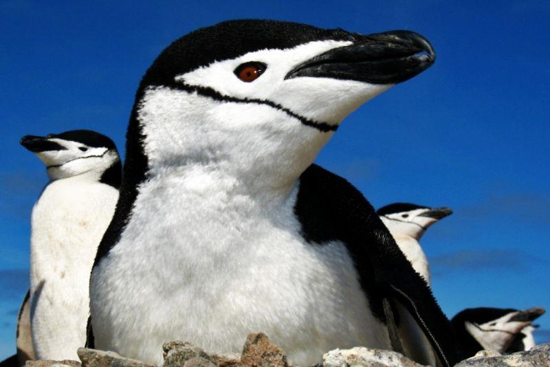 pingwiny 8