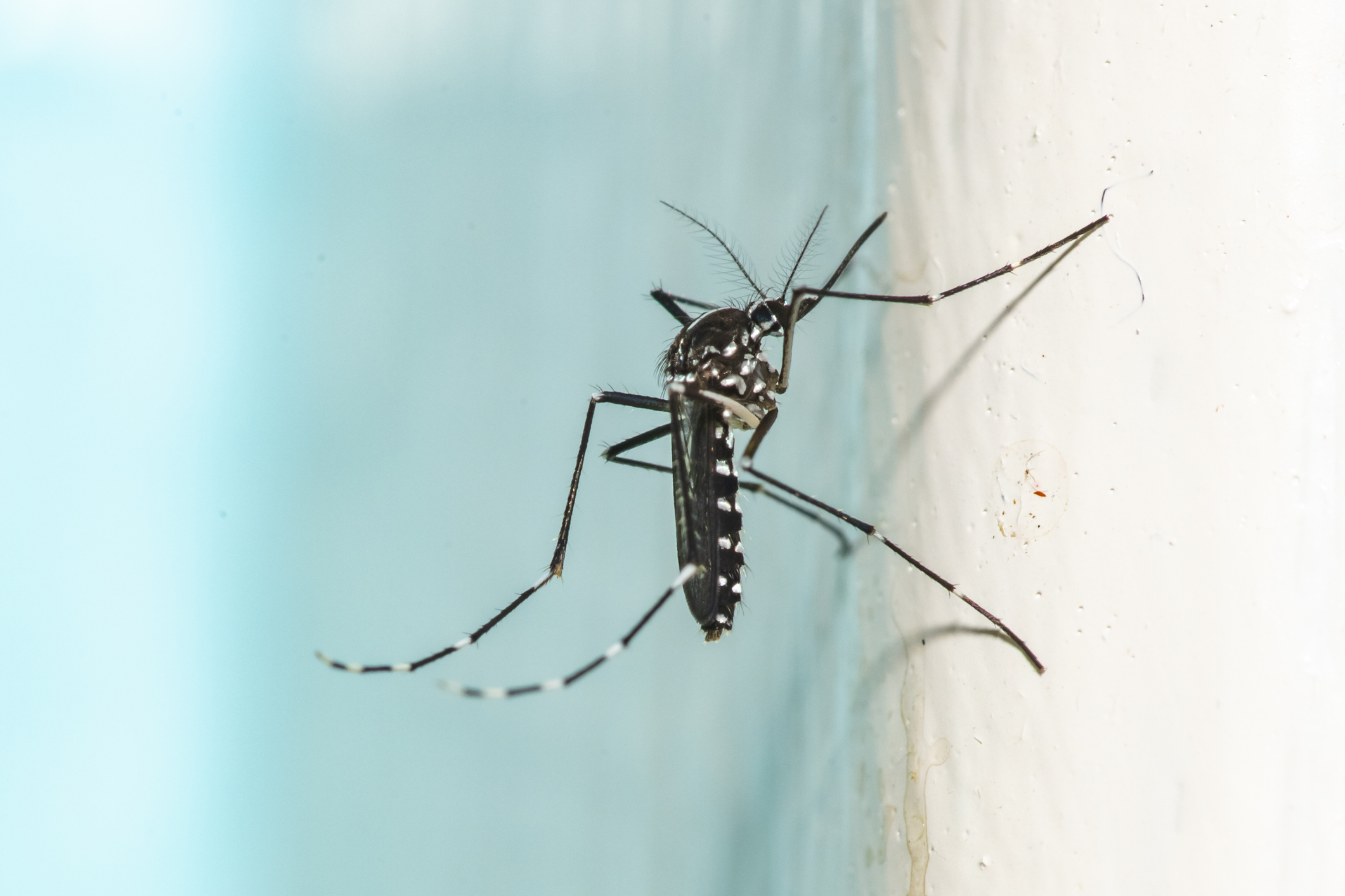 A dunakeszi lakosok panaszkodnak a túl sok szúnyogra - Blikk