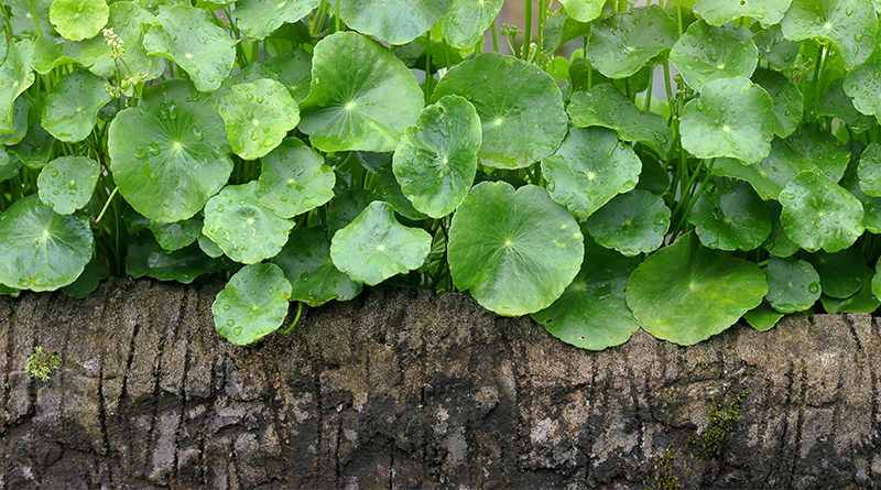 Bitter Kola: The 7 health benefits of this plant are incredible