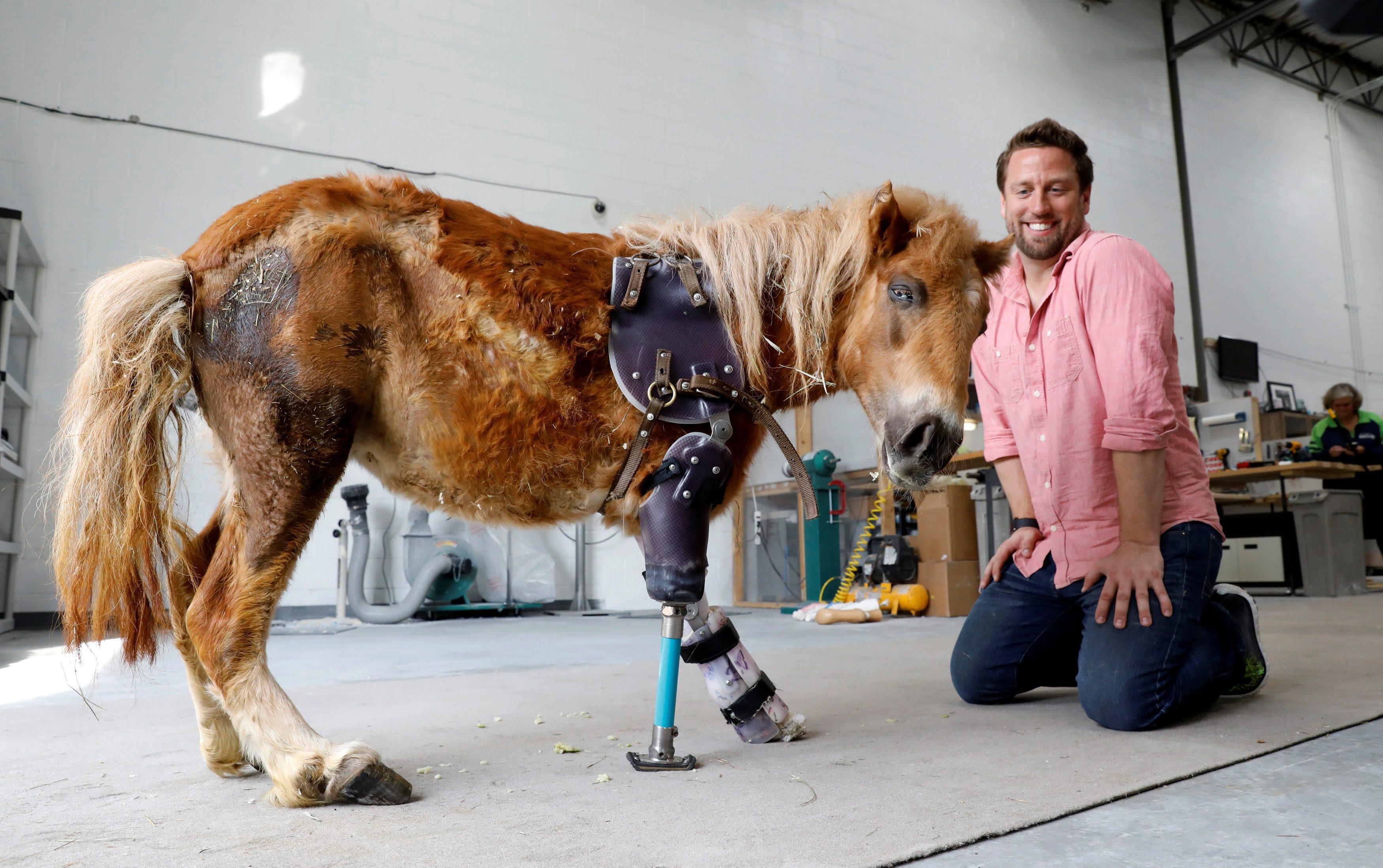 Derrick Campana kneels beside a mini horse wearing a prosthetic leg in Sterling, Virginia