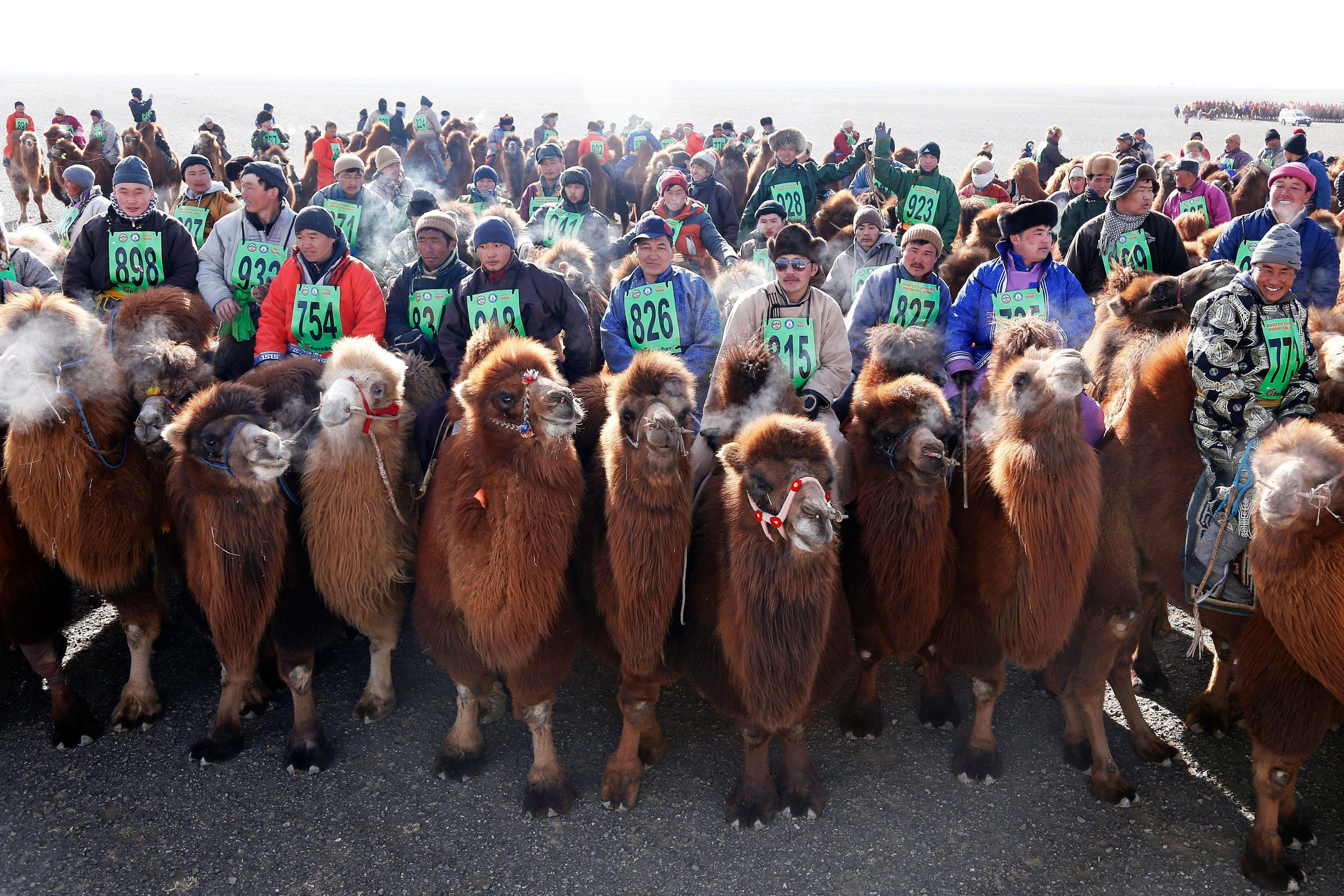 The Wider Image: Mongolia's camel festival