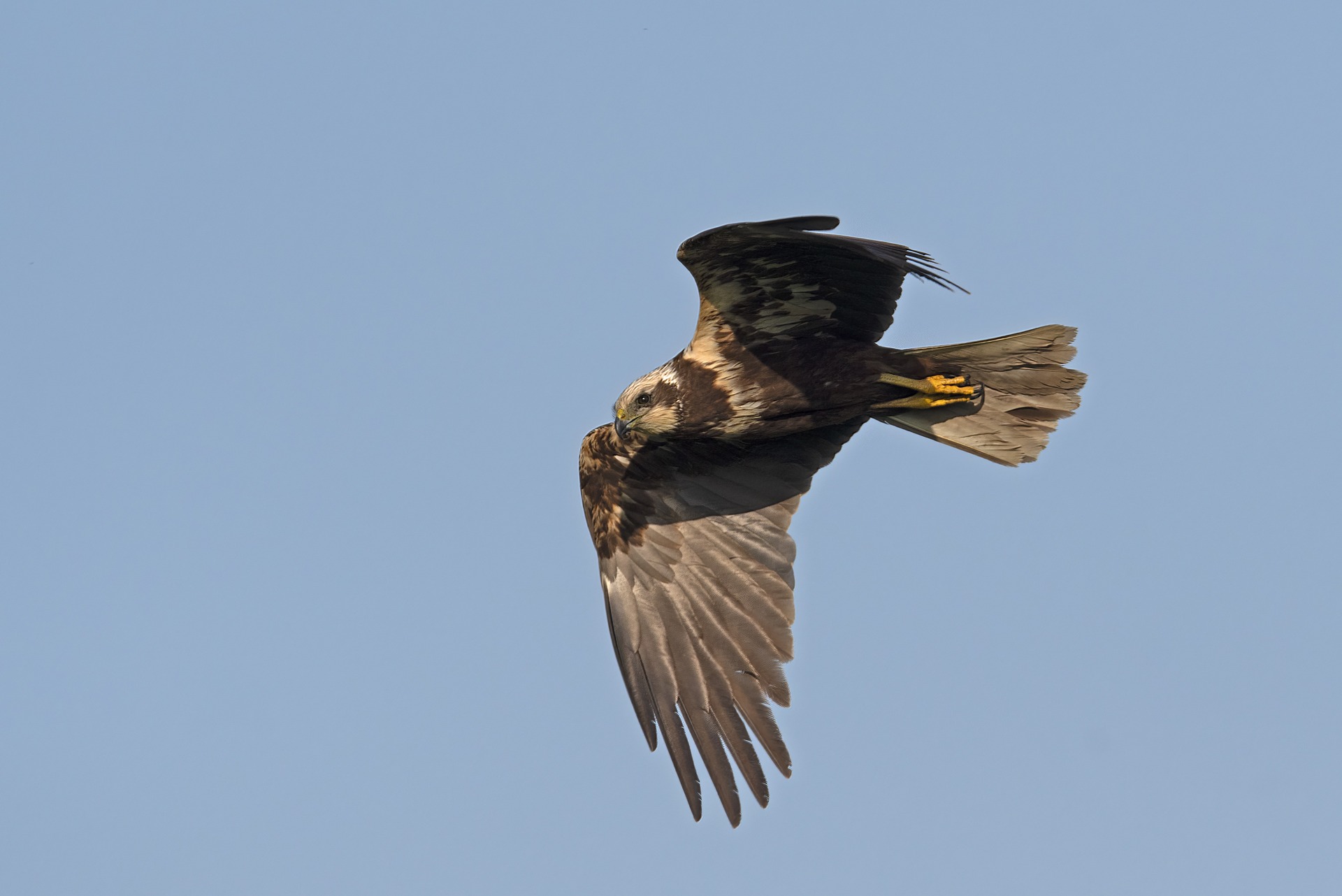 Borzalom: sorra mérgezik a védett ragadozó madarakat Mórahalomnál
