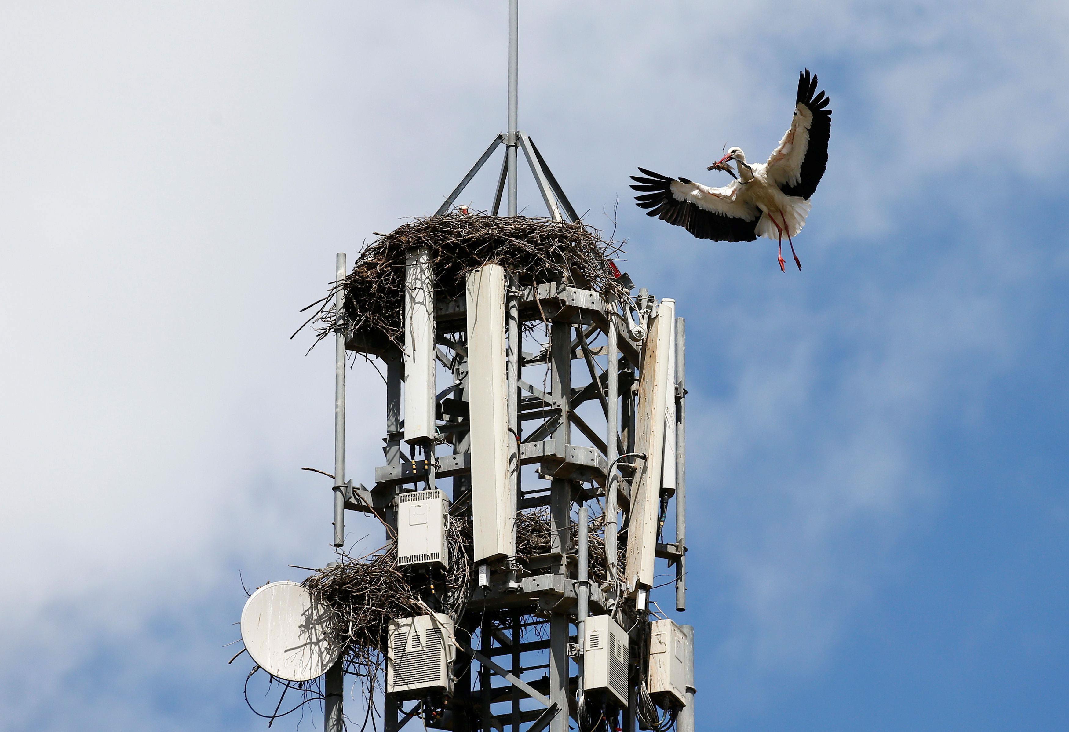 A white stork brings branches to its nest situated on a cell phone tower near Don Benito