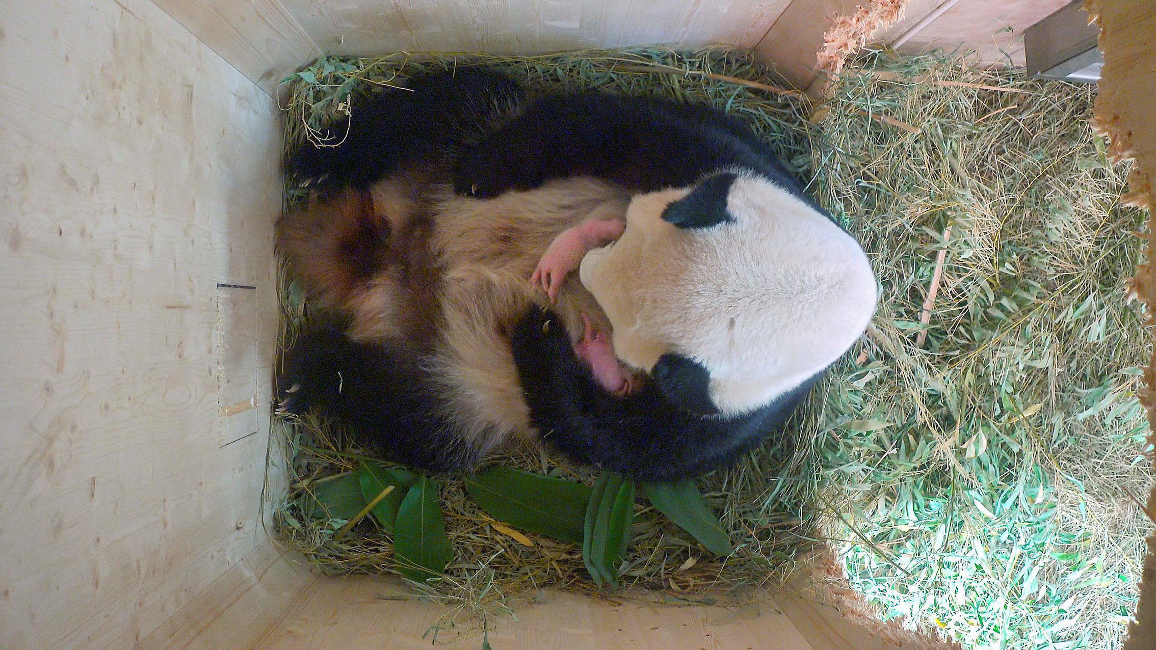 Giant panda Yang Yang and her twin cubs are seen in this still frame taken from surveillance camera 