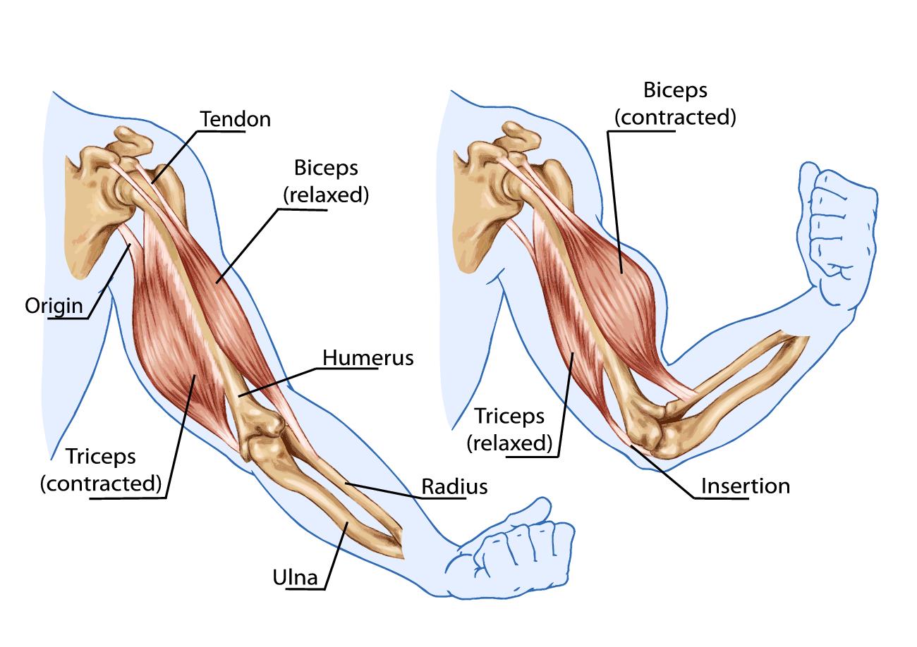 TRENING MIĘŚNI TRÓJGŁOWYCH RAMION (TRICEPSÓW)
