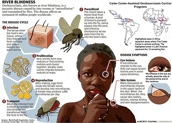 Illustration of the disease cycle of river blindness, or onchocerciasis.