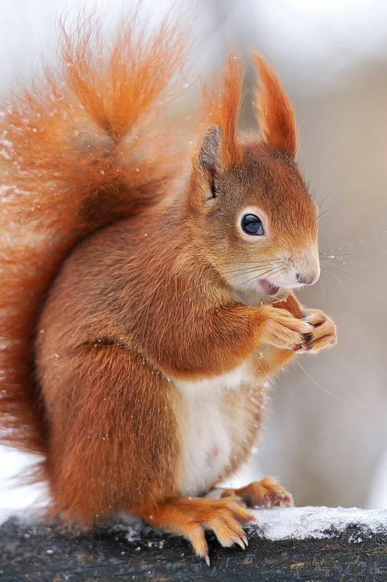 Wiewiórka