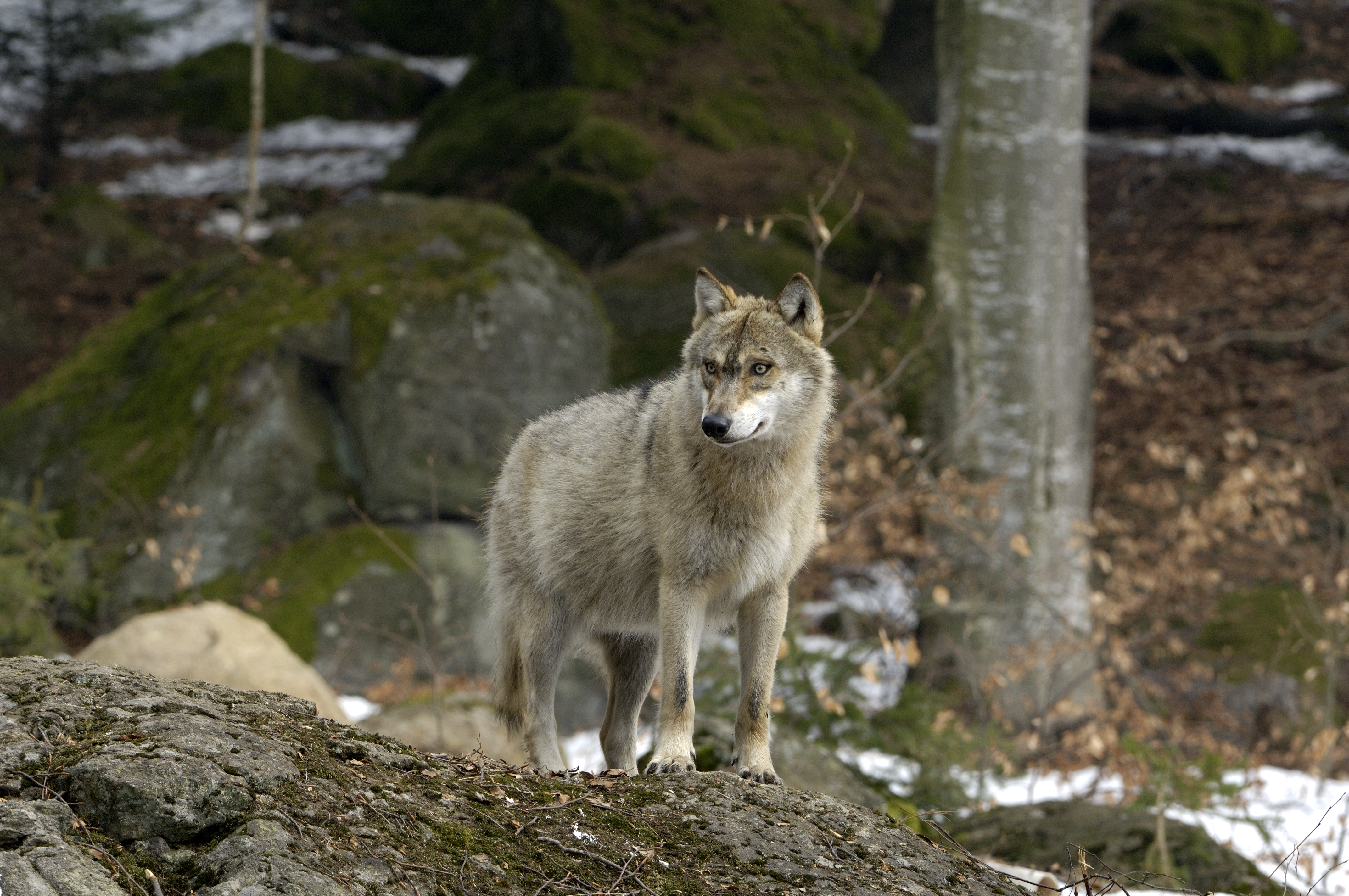 Létezik egy kutya-farkas keverékfaj: Romániában genetikai tesztek igazolták