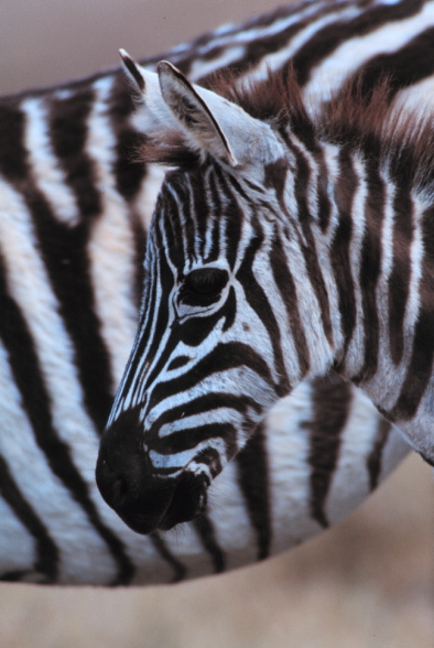 Zwierzęta z nowojorskiego zoo