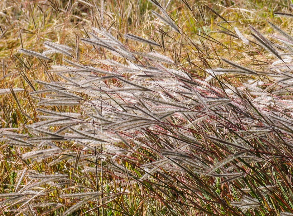 Trawa teff