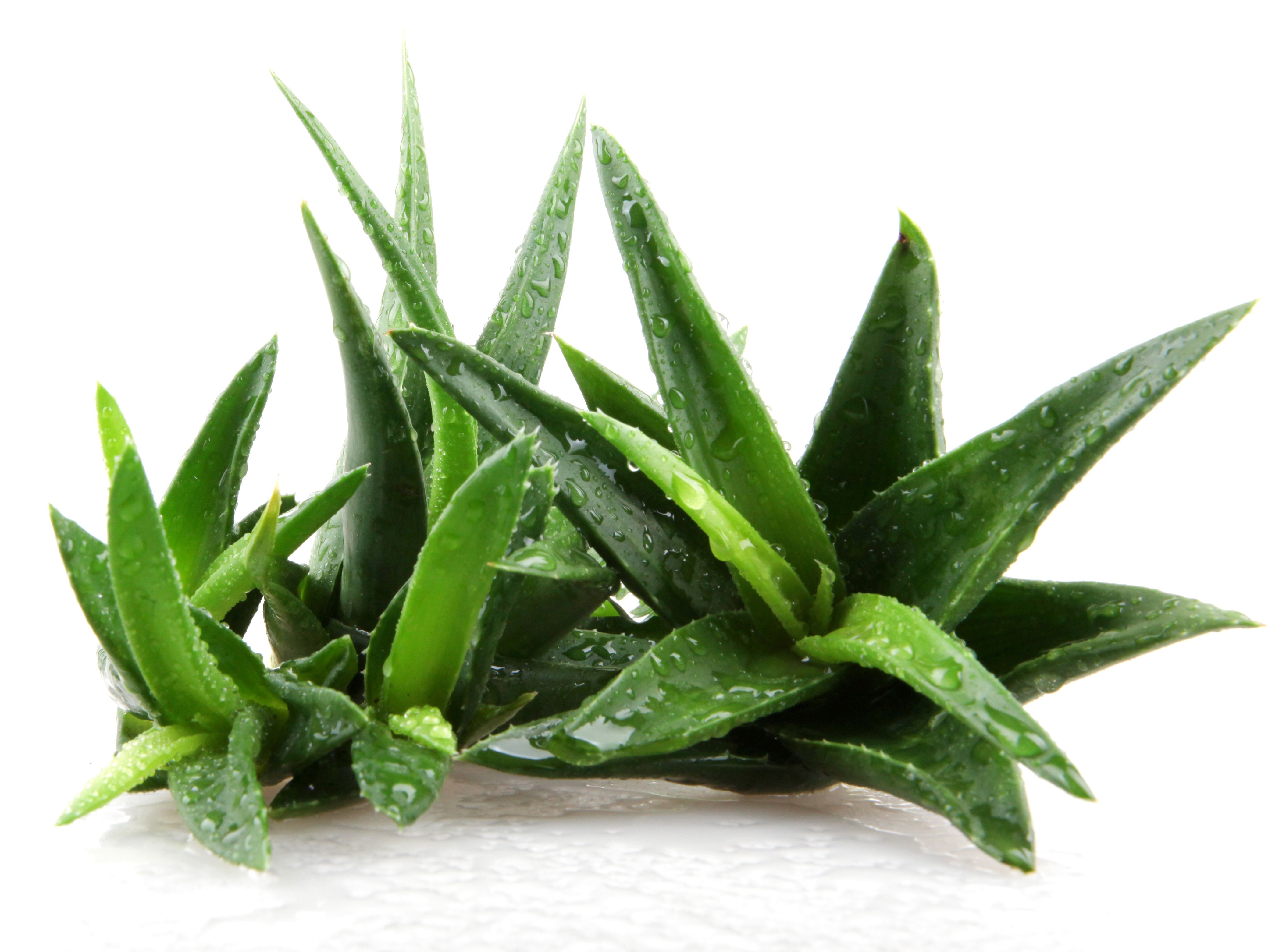 6. Aloes