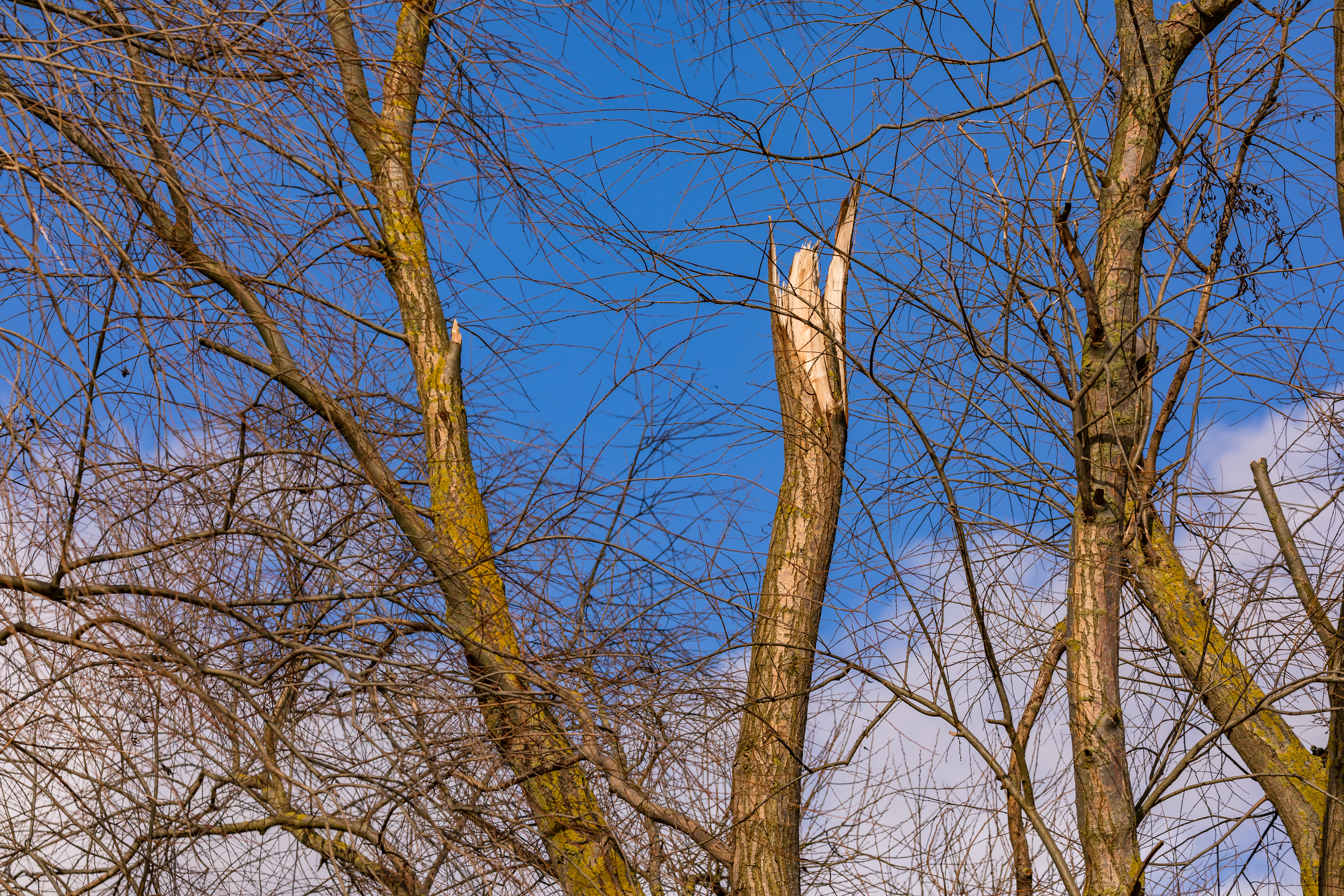 Szévihar: Rászakadt egy fa az M3-asra az orkán erejű szélben!