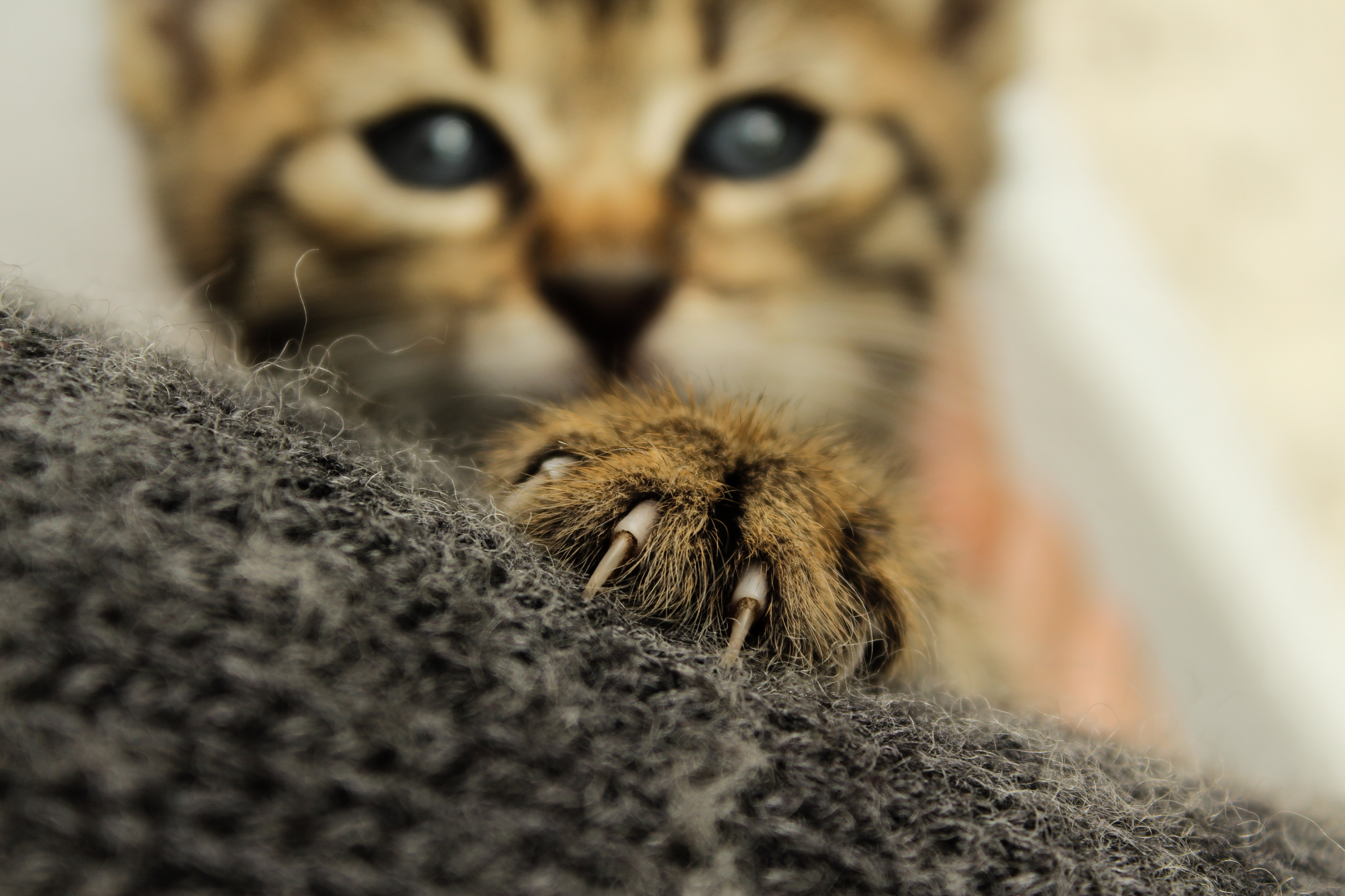 Amire a szobacicádnak szüksége van – minden, amit a macska manikűrről tudni  érdemes - kiskegyed.hu