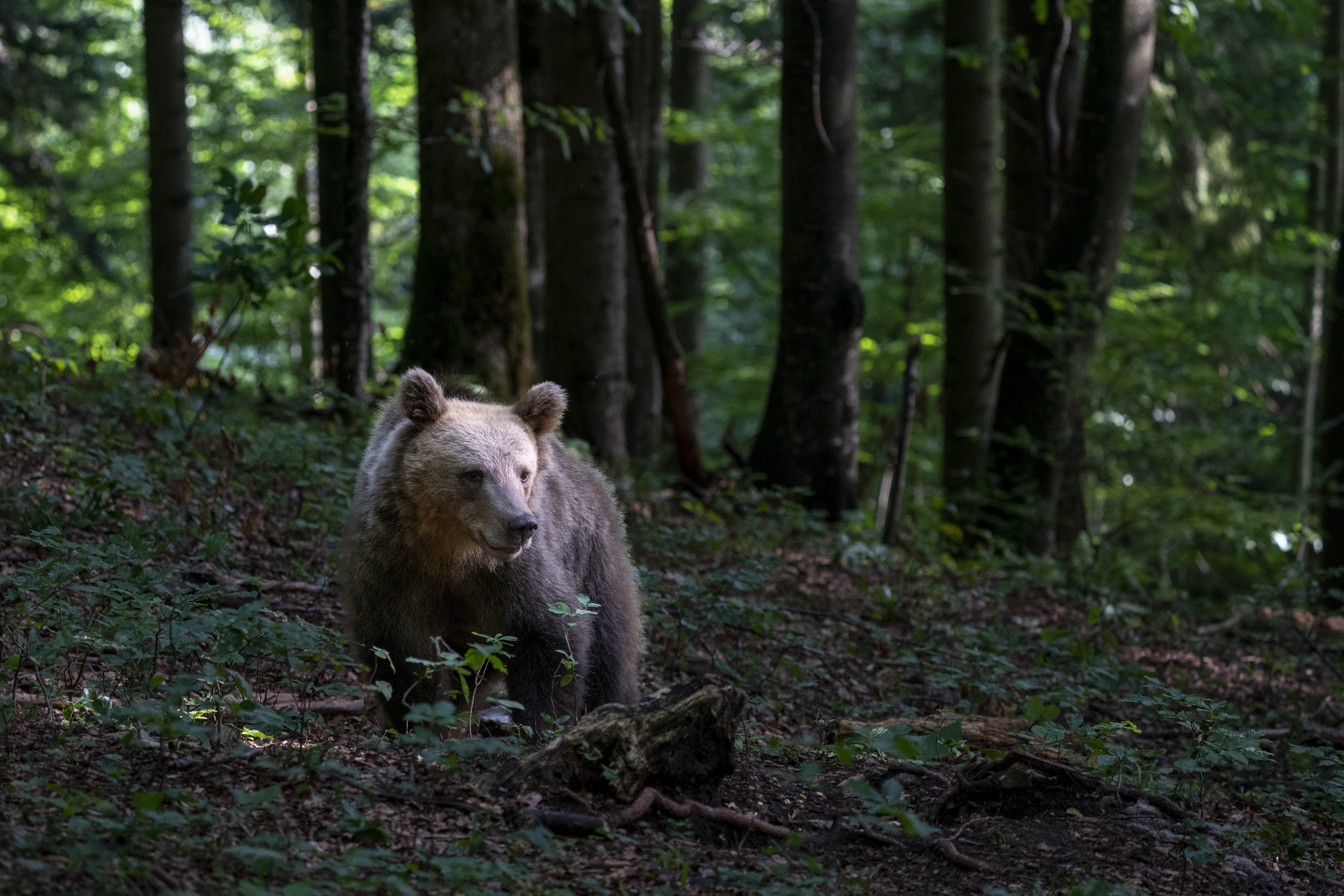 Ismét előkerült a Bükkben kószáló medve: mutatjuk az új fotókat