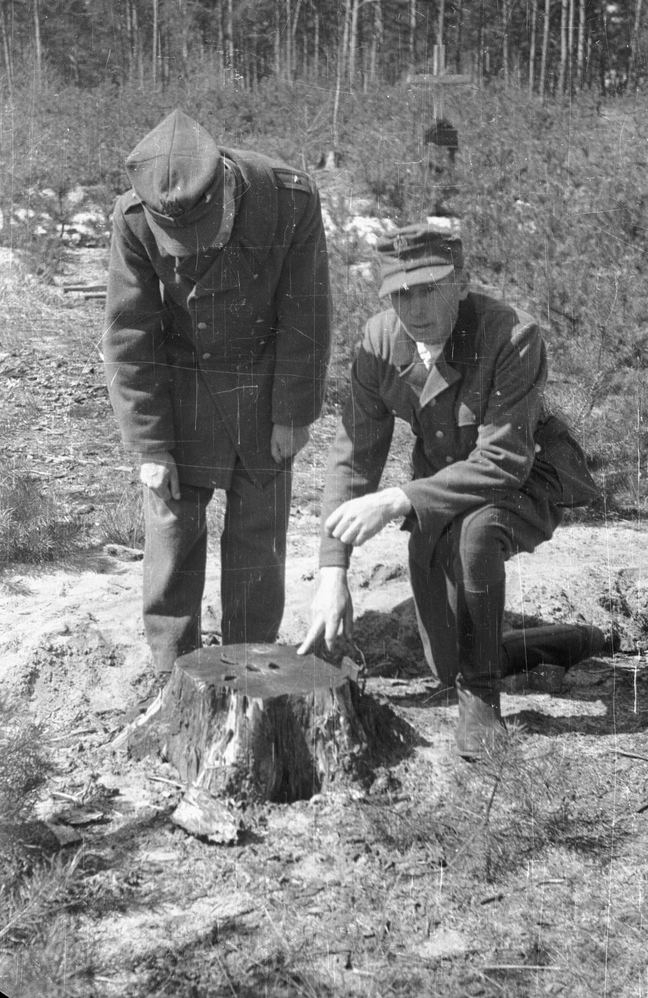 Leśniczy Adam Herbański pokazuje pień drzewa z powbijanymi łuskami z broni, którymi w 1940 roku oznaczył położenie zbiorowej mogiły, Palmiry, 18 kwietnia 1946 r.