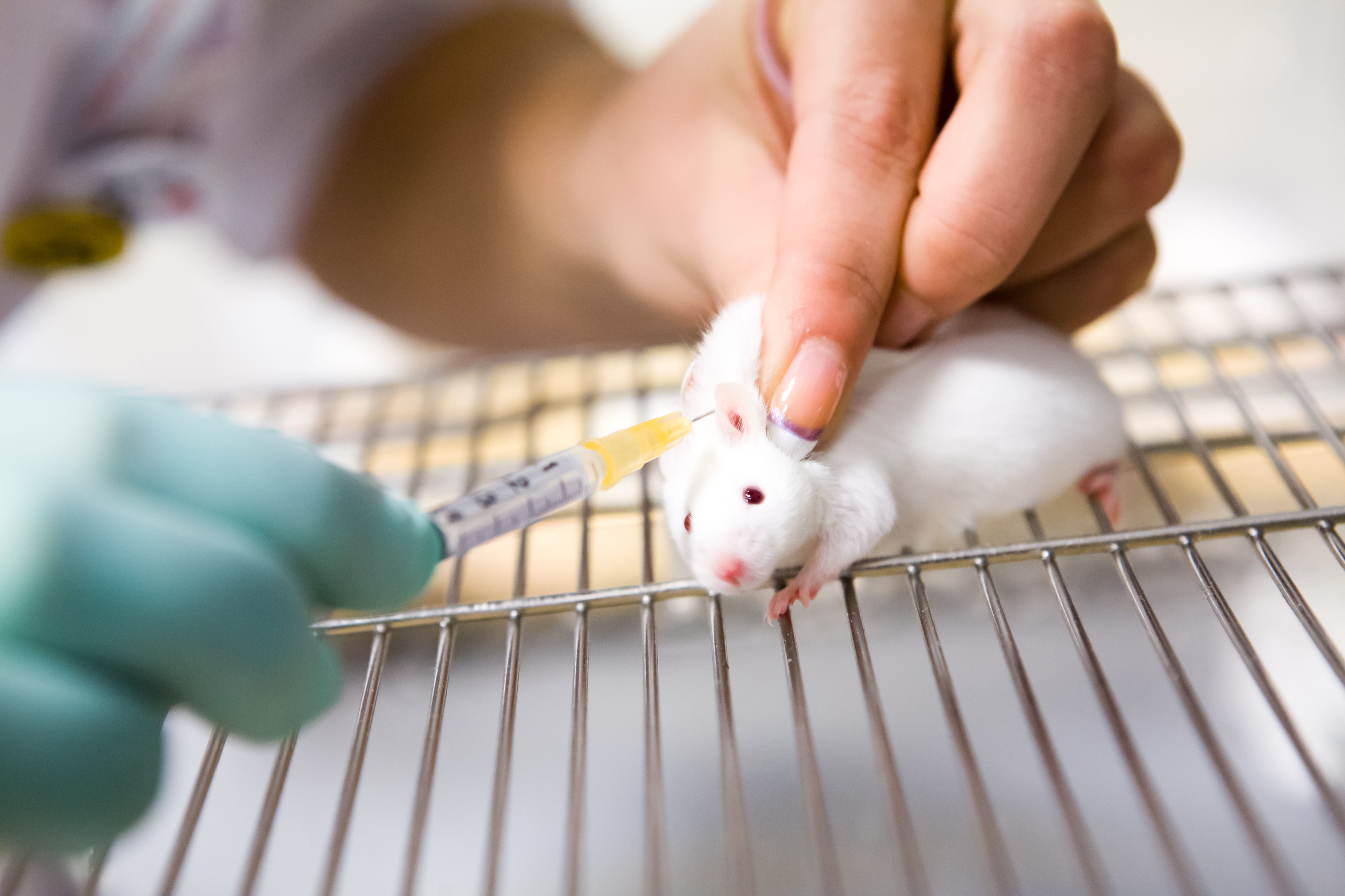Orvosi szenzáció: vizeletből fogantak az egerek! - Blikk