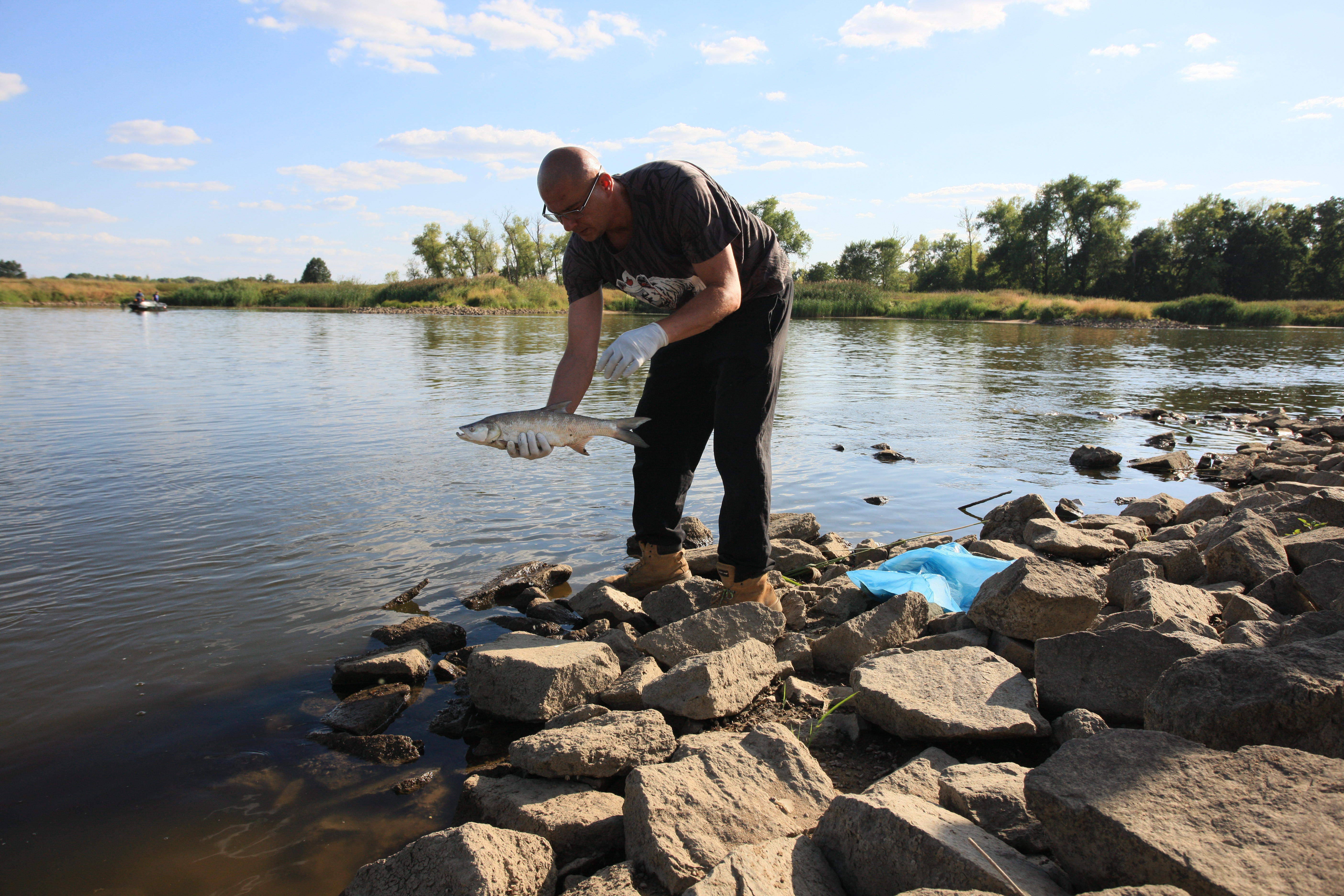 Mieszkańcy wsi Cigacice zbierają śnięte ryby w rzece Odrze