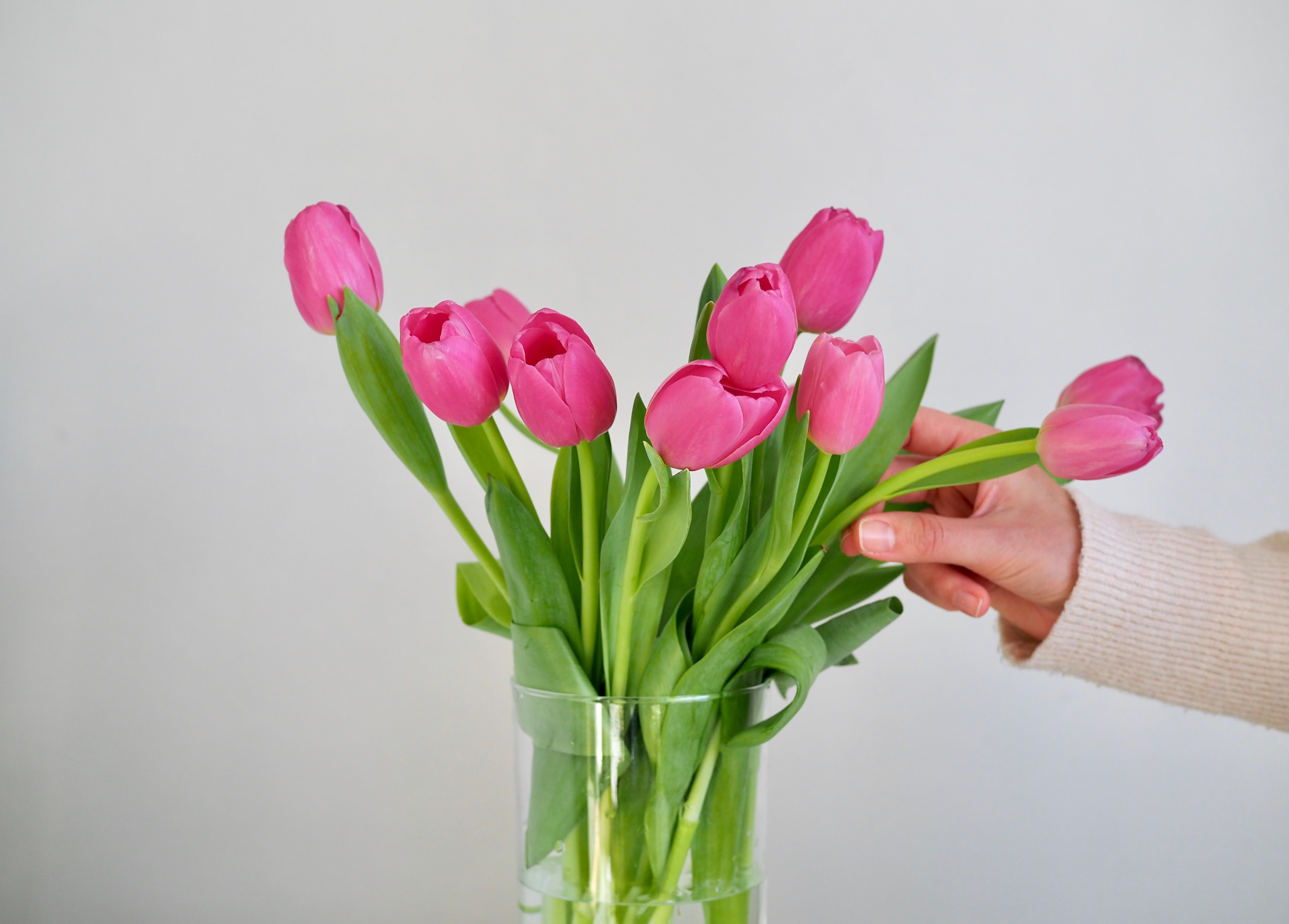 Néhány apró trükk, hogy a tulipán szép maradjon - Blikk