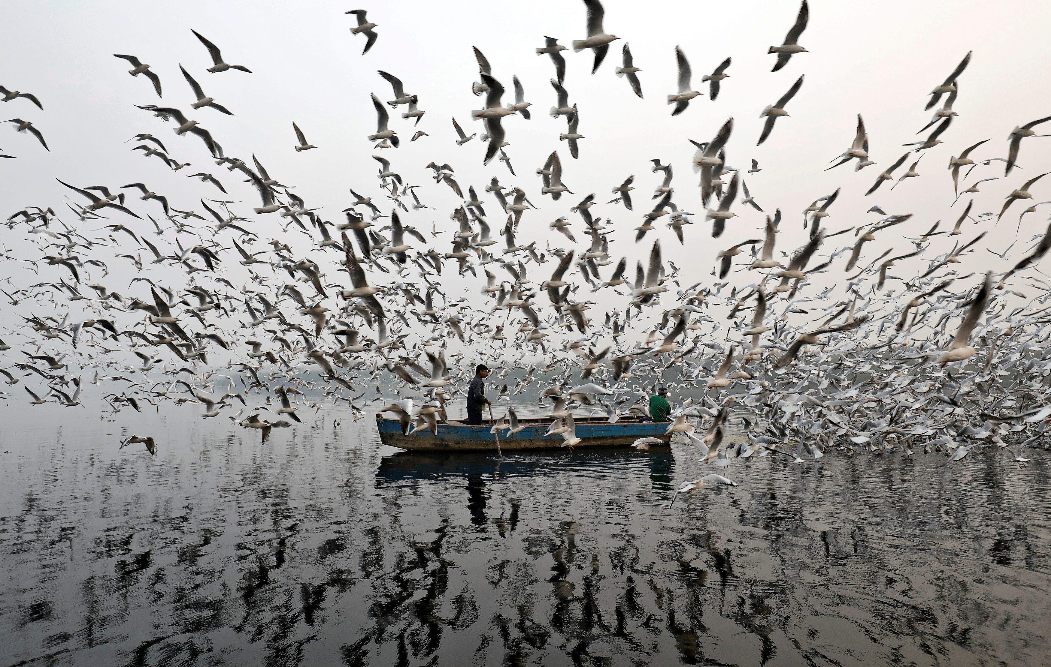 Men feed seagulls along the Yamuna river on a smoggy morning in New Delhi