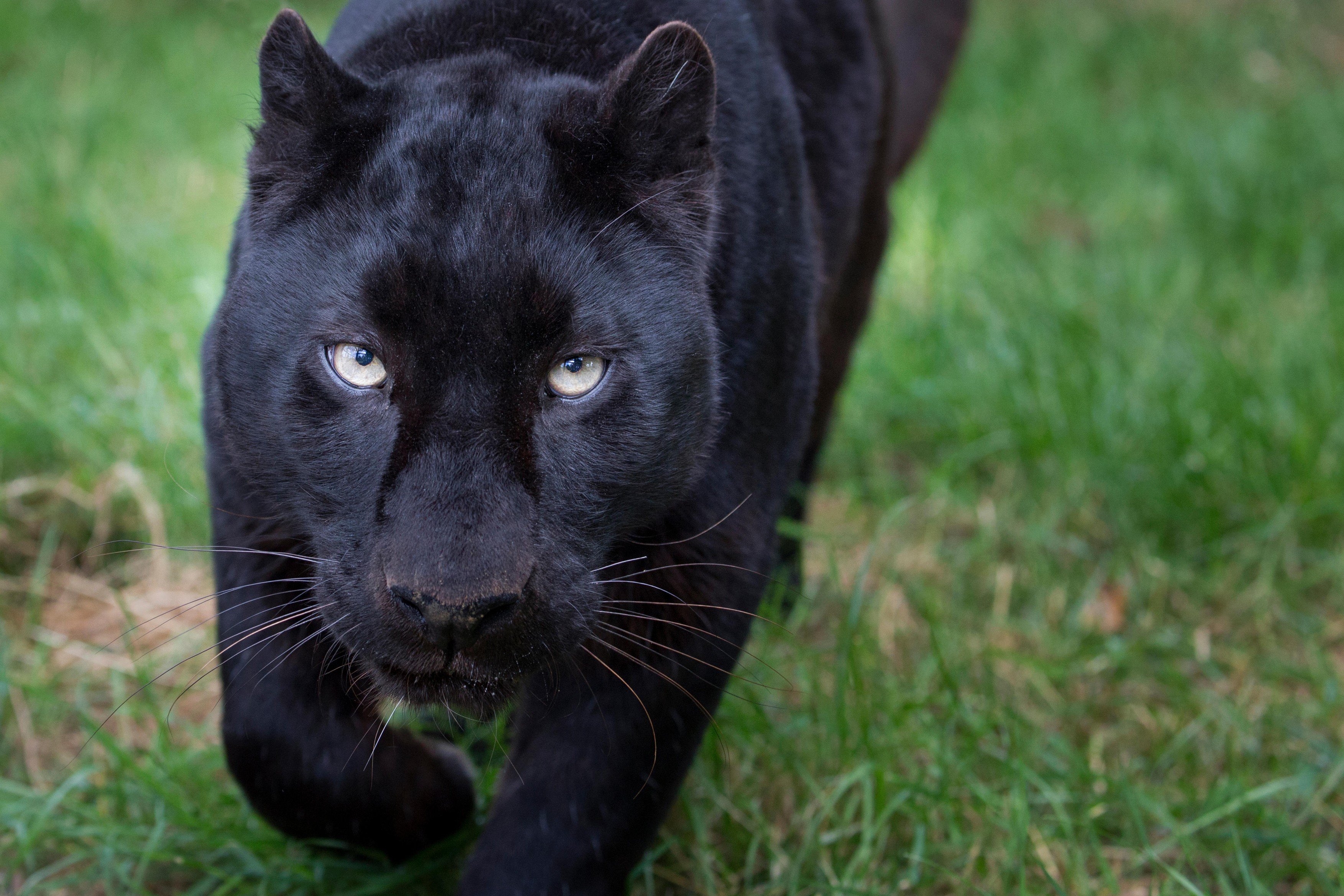 Prve fotke crnog leoparda u 100 godina otkrivaju svu uzvišenost prirode  Noizz