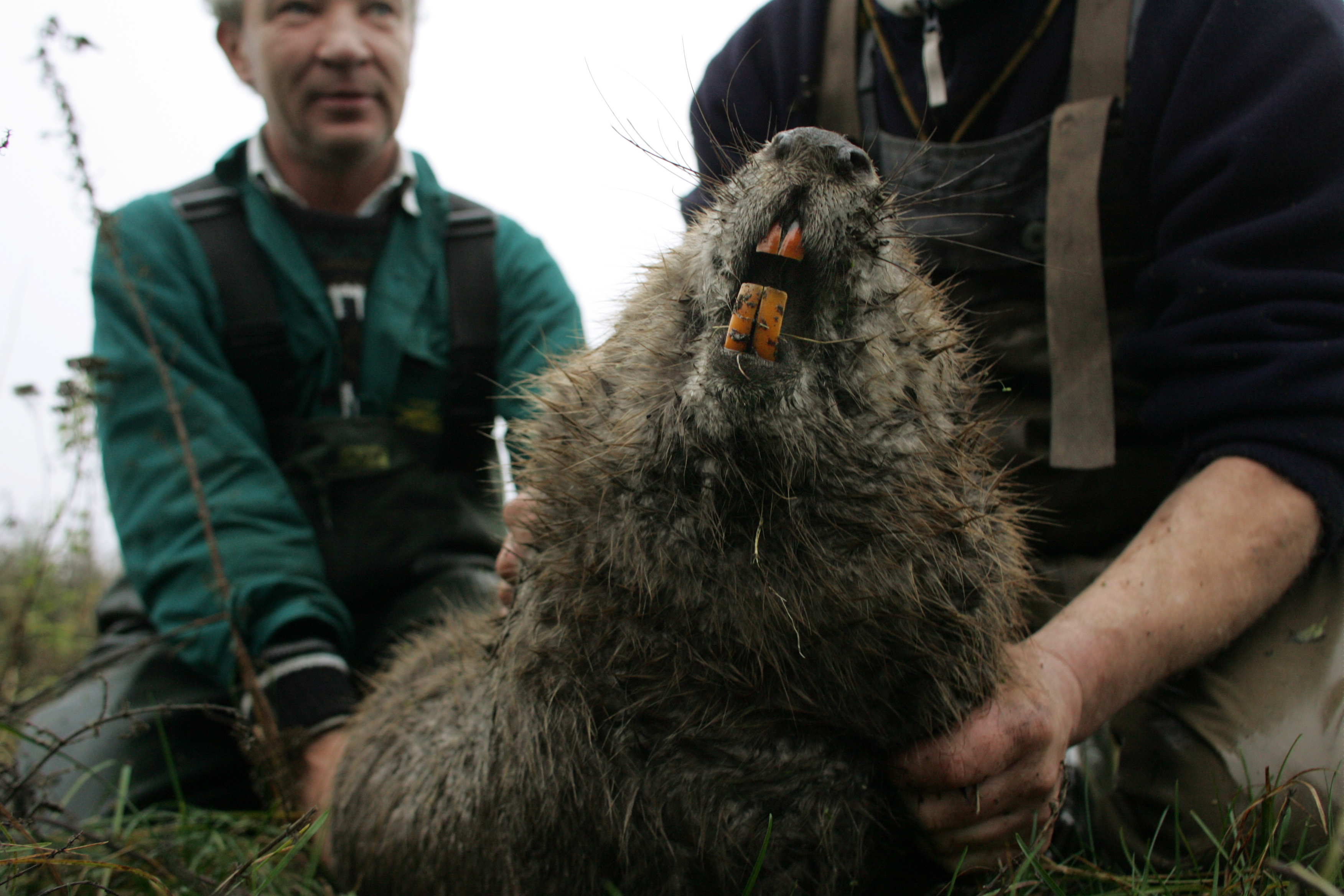 Fotoreportaż Wojtka Jargiło o przenoszeniu bobrów zwyciężył w konkursie BZ WBK PRESS FOTO 2009 w kategorii przyroda