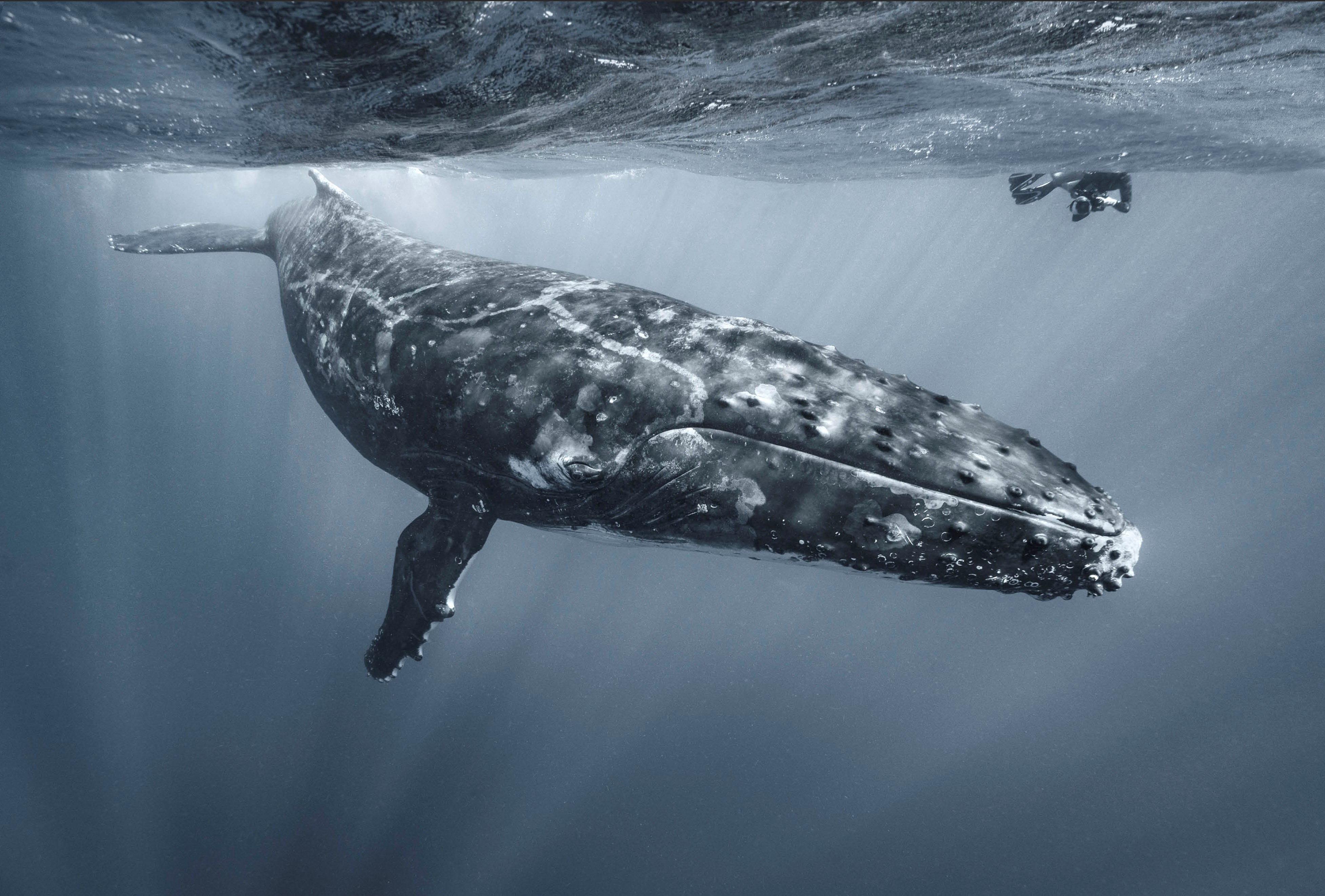 Púpos bálna fogyás - Lefogyhat és megtarthatja az erejét?