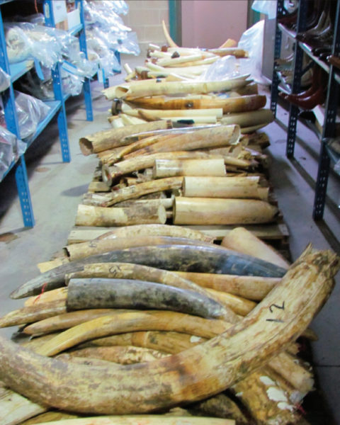 The endemic corruption in sub-Saharan states, including Nigeria, the Democratic Republic of Congo and Cameroon has led to poaching and trafficking levels that risk extinction for elephants and pangolins in the region. Photo by US FIsh and Wildlife Service.