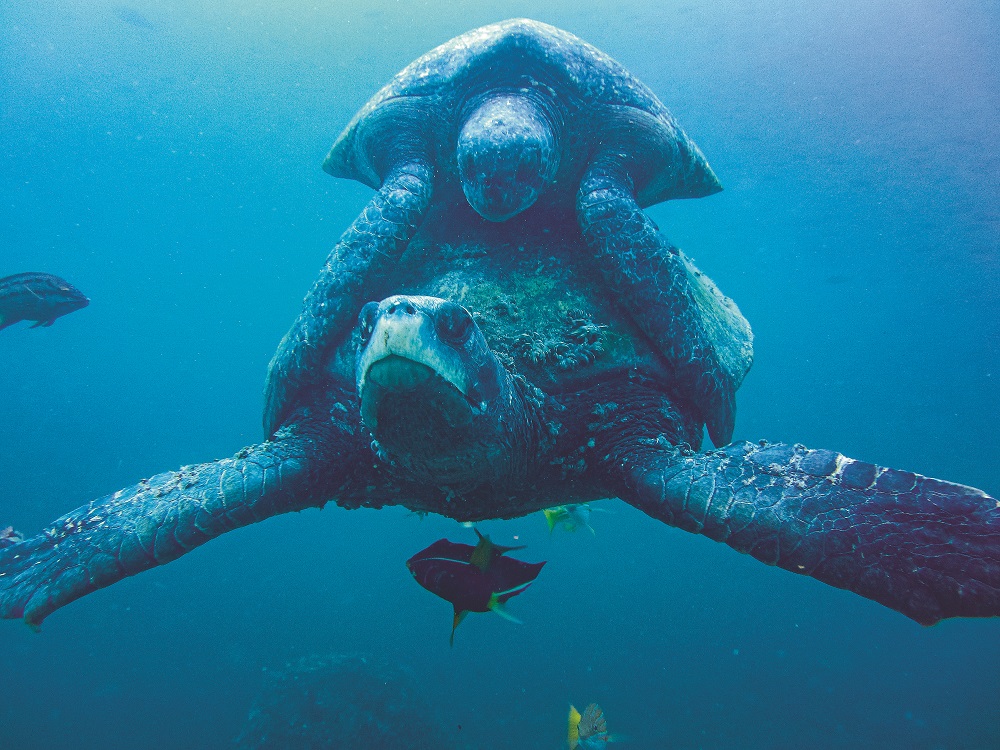 Żółwie morskie można zobaczyć na Galapagos