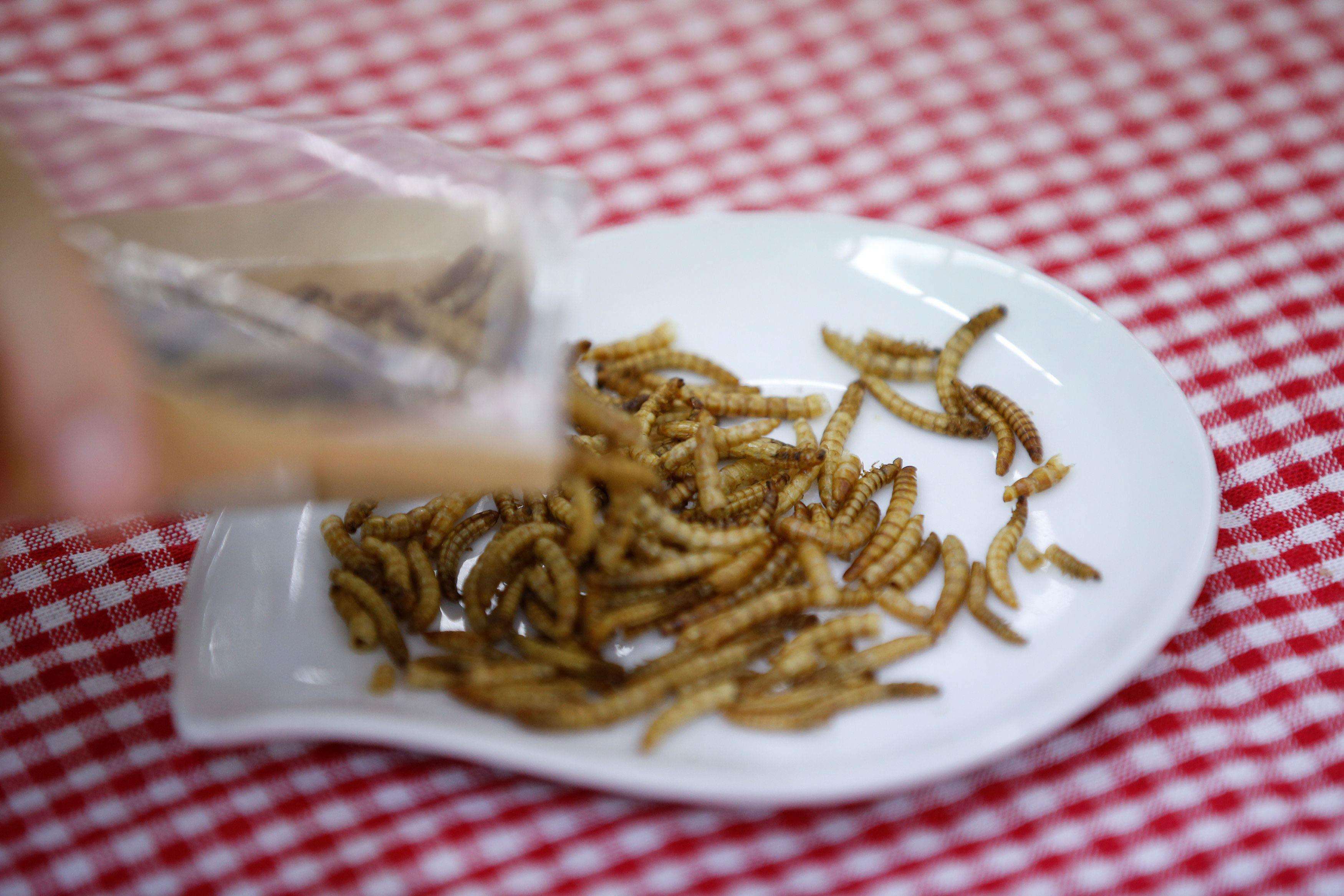 Edible mealworms are seen in Seoul