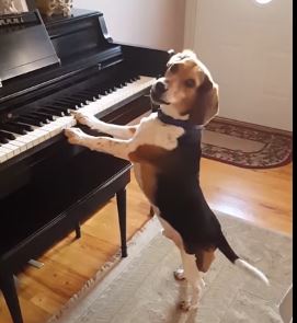 Dobjon el mindent: zongorázik és énekel ez a cuki kutyus - videó - Blikk