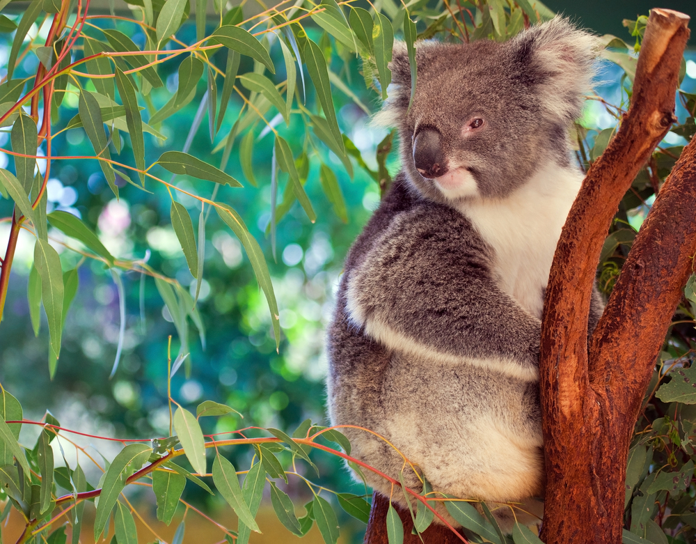 Sympatyczny miś koala