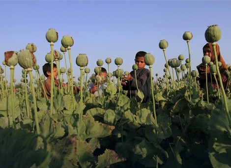 Radnici na avganistanskom polju opijumskog maka