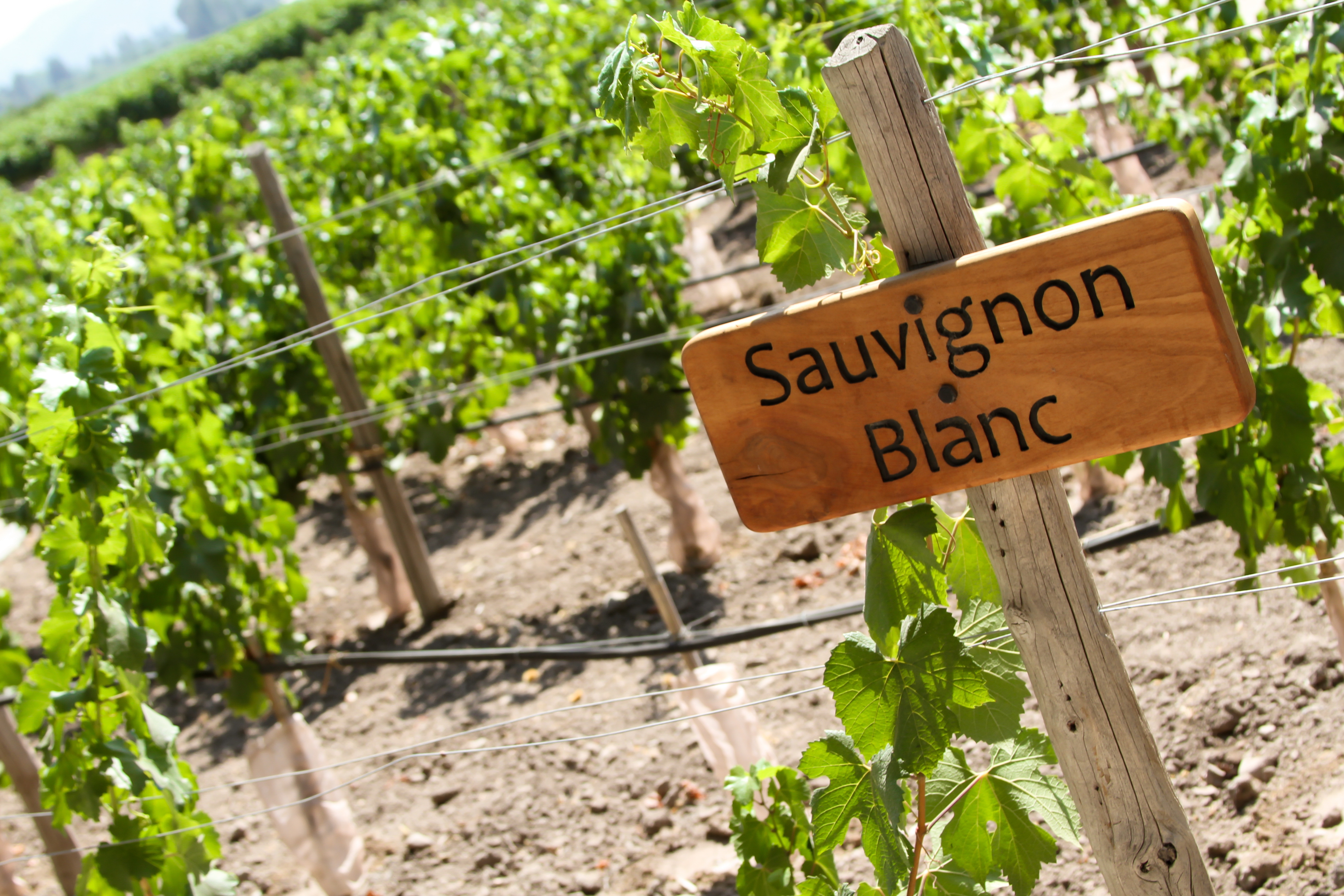 Történelemóra, egy kis közért - ha még tudják, mi az - és borajánló Tompa Imre tollából