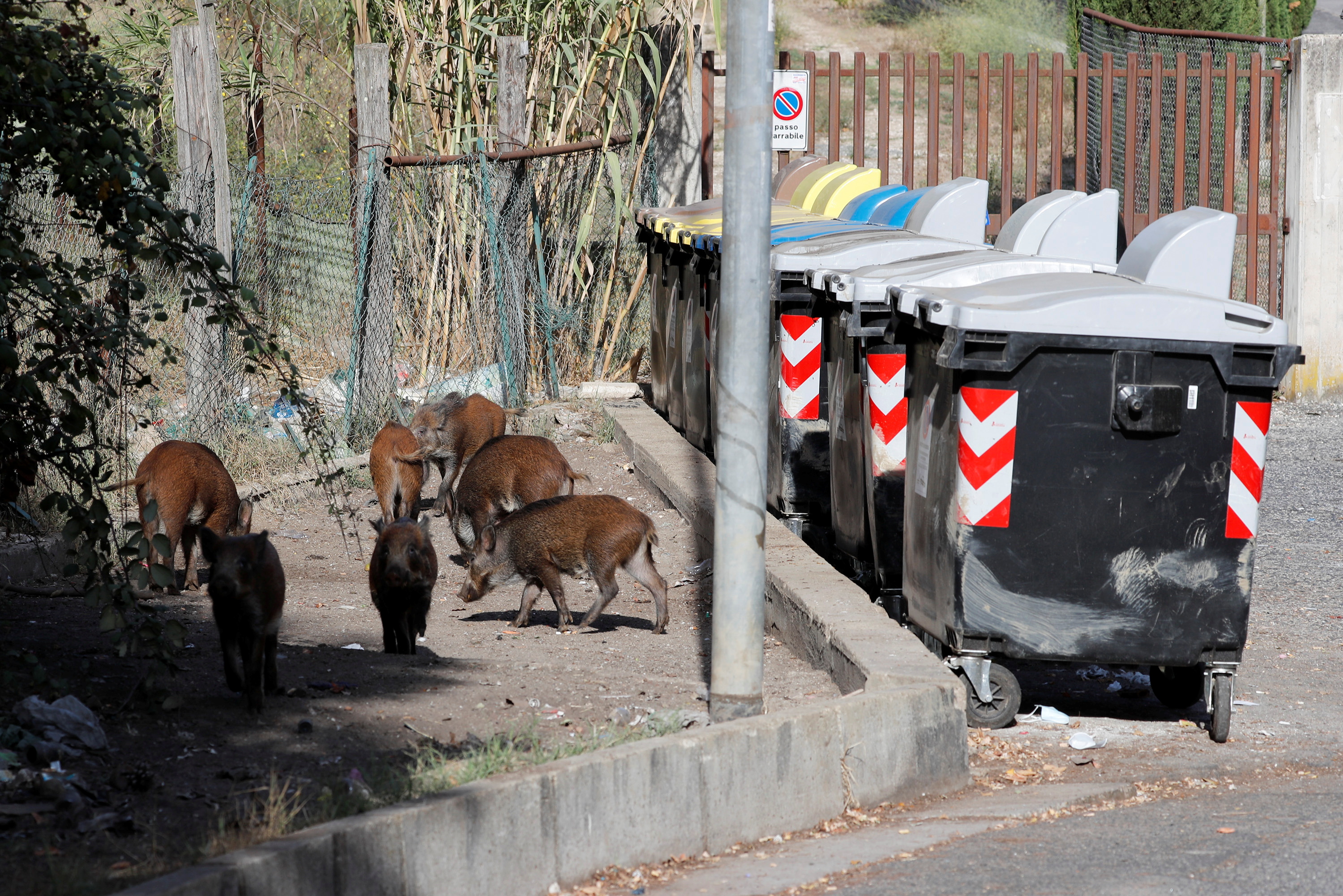 Dziki poszukujące jedzenia na ulicach Rzymu